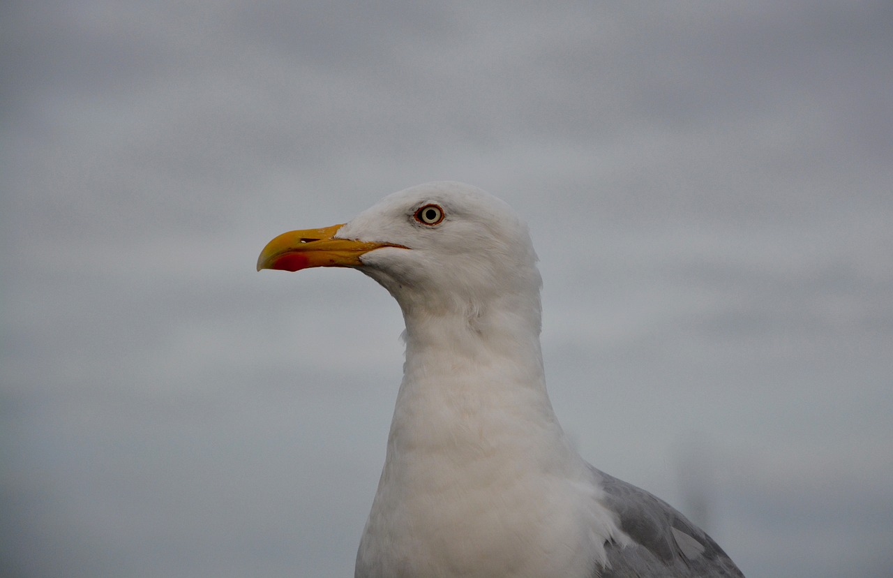 seagull head profile long-billed free photo