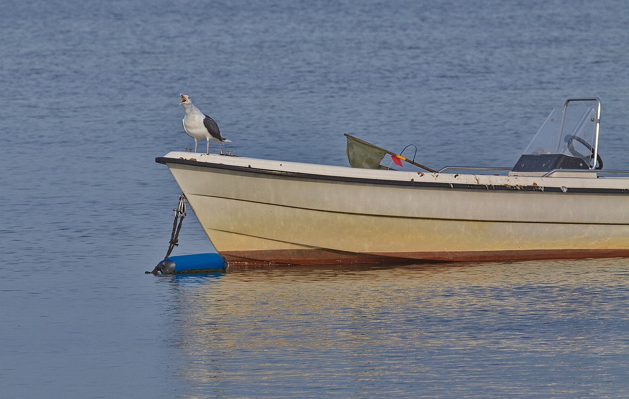 seagull horn seagull nature ship's horn free photo