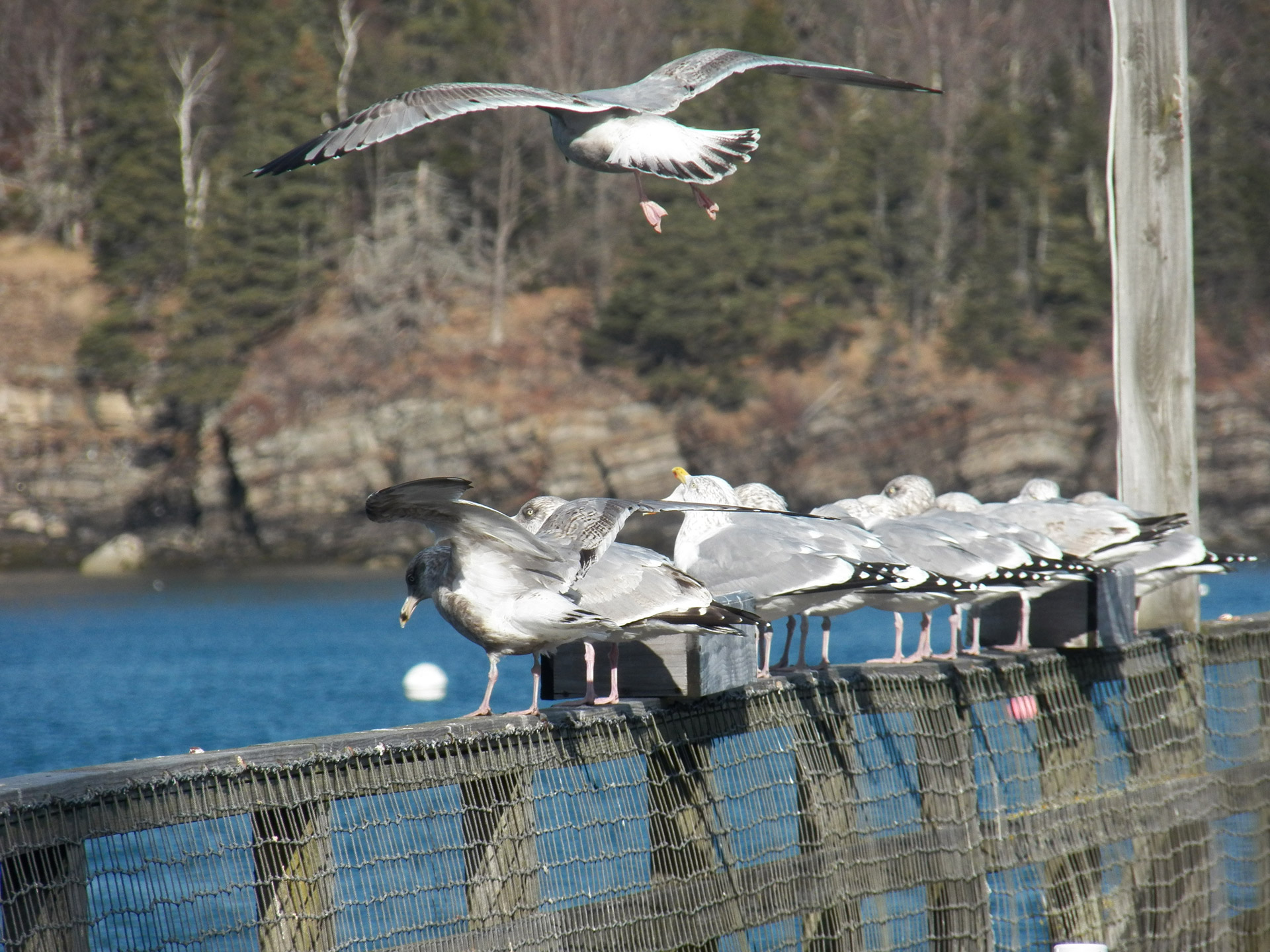 seagull seagulls bird free photo