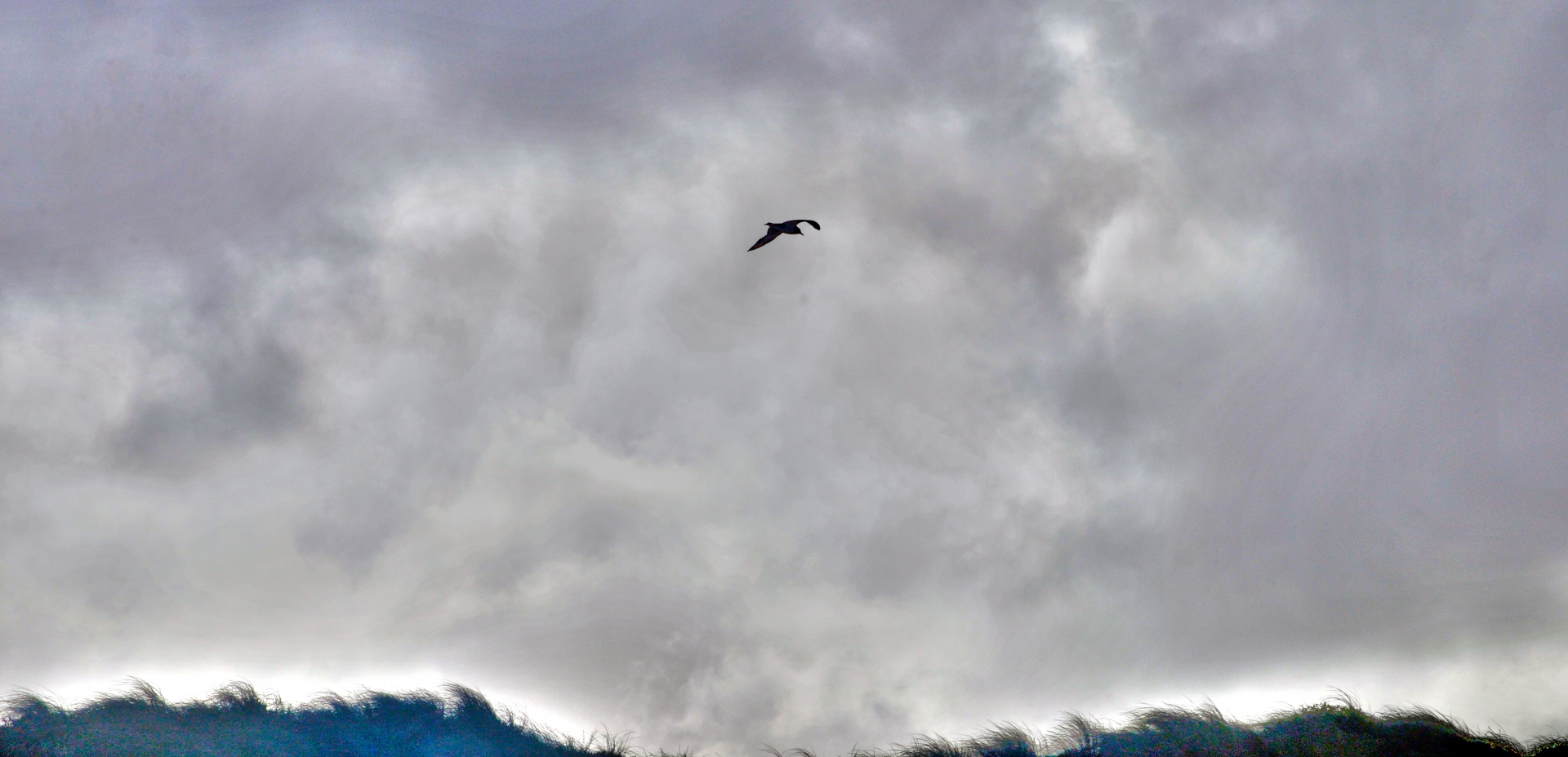 seagull bird silhouette free photo