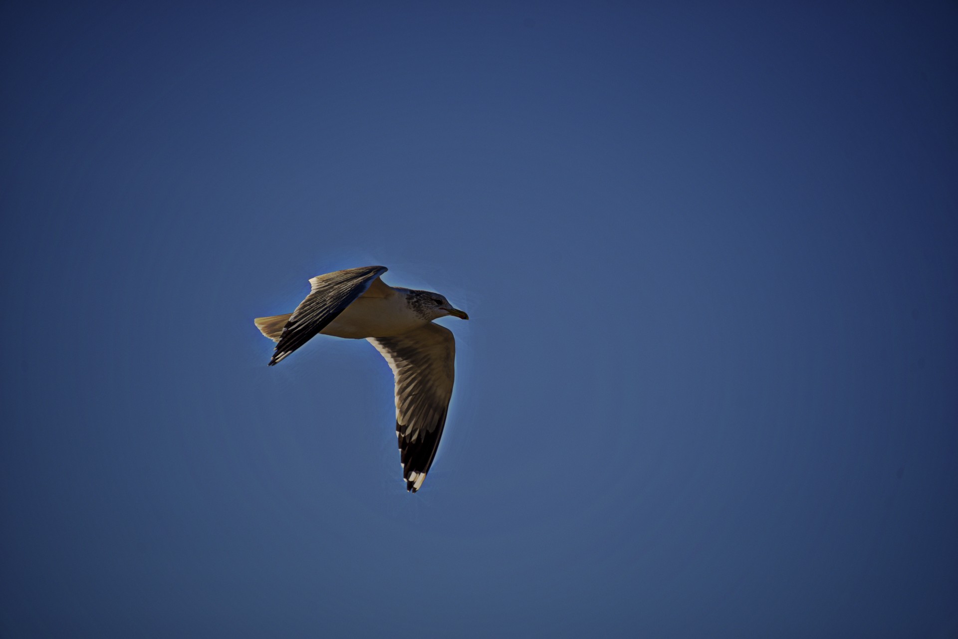 seagull white blue free photo