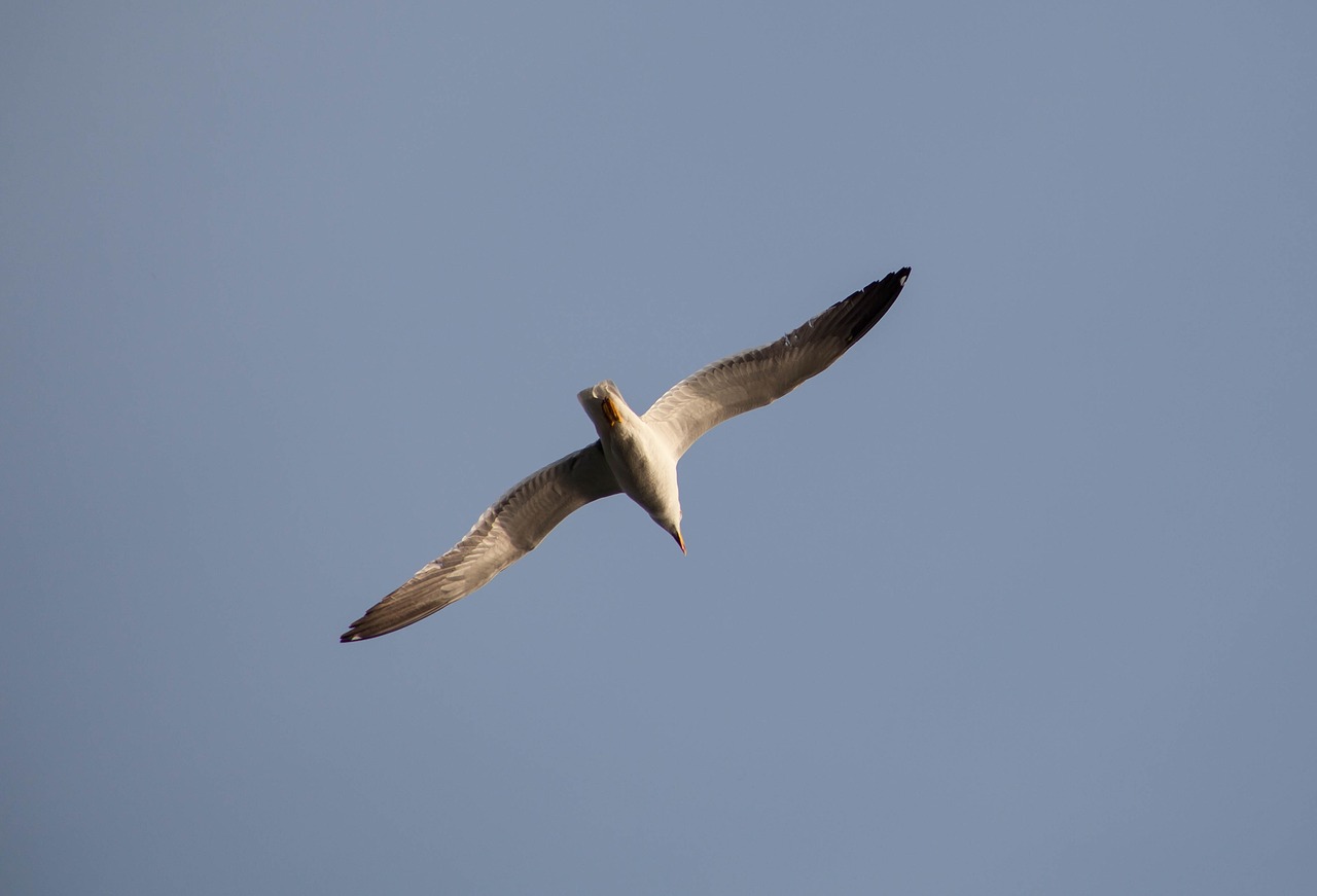 seagull in flight  seagull  tern free photo