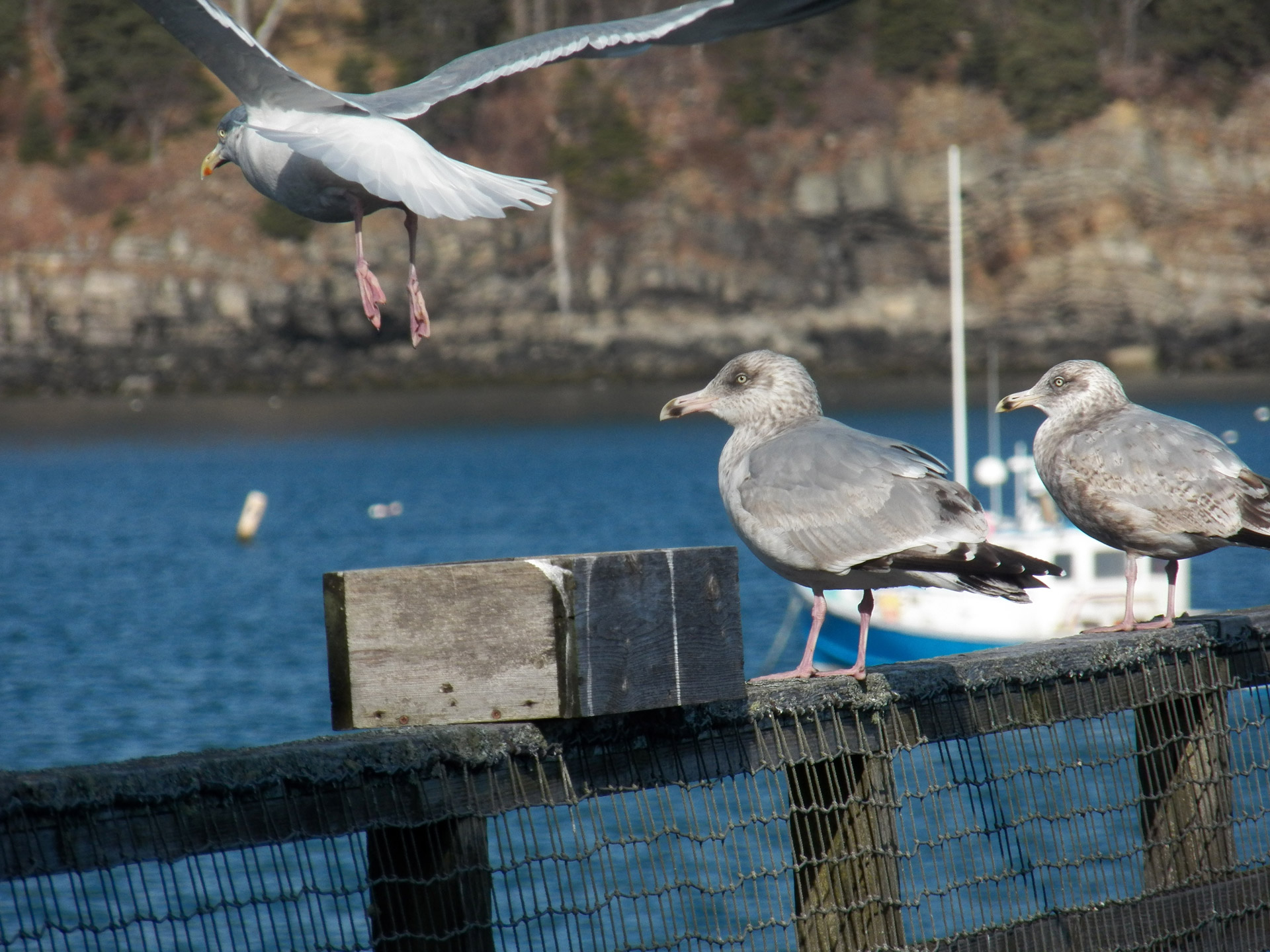 seagull seagulls gulls free photo