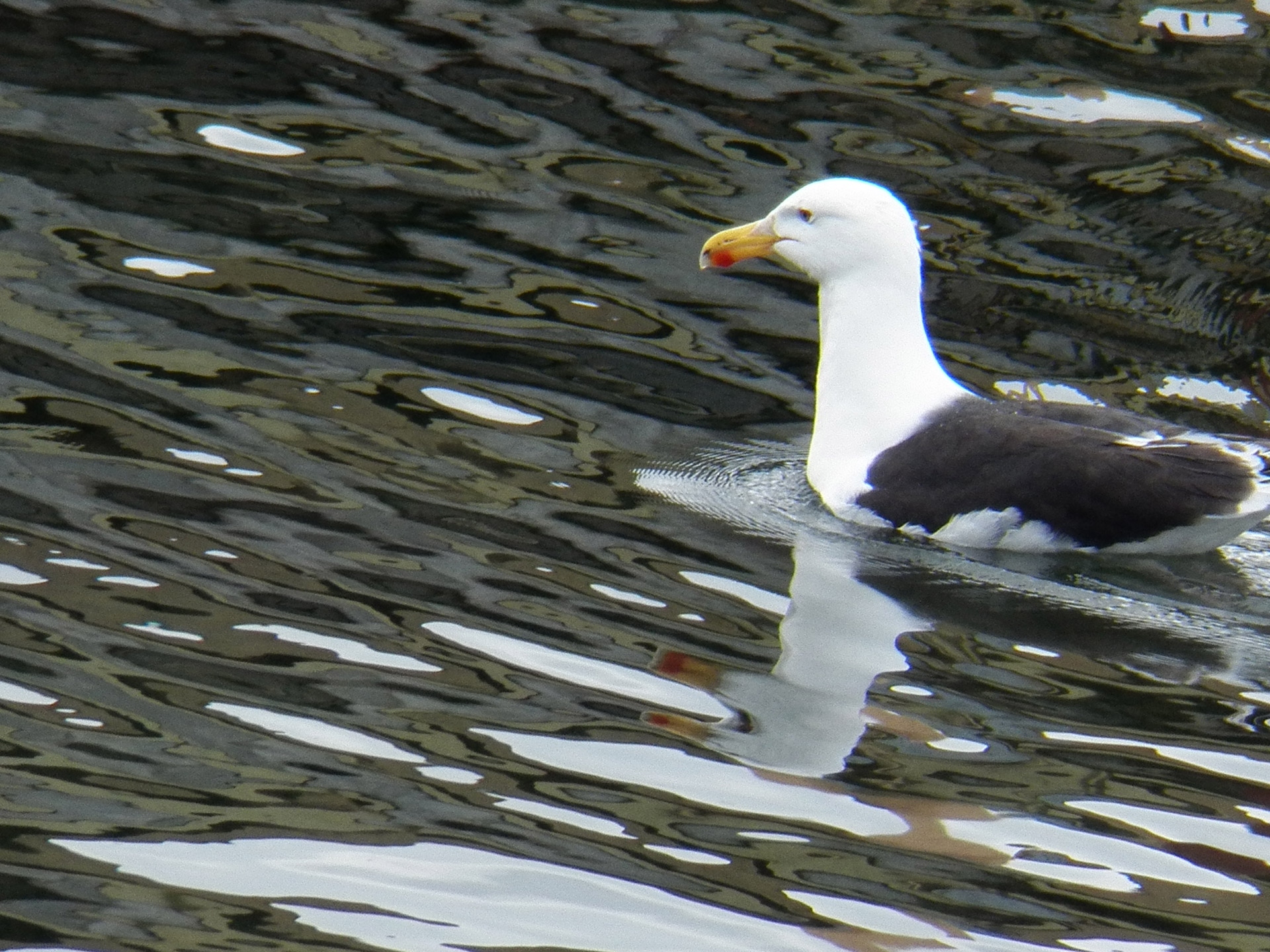 seagull gulls sea free photo
