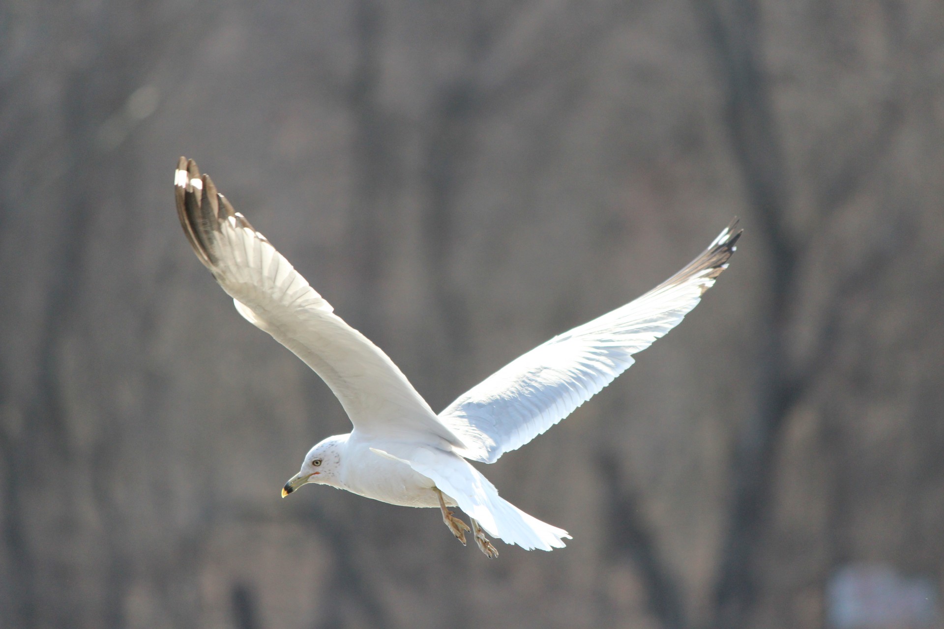 birds seagulls stock photos free photo