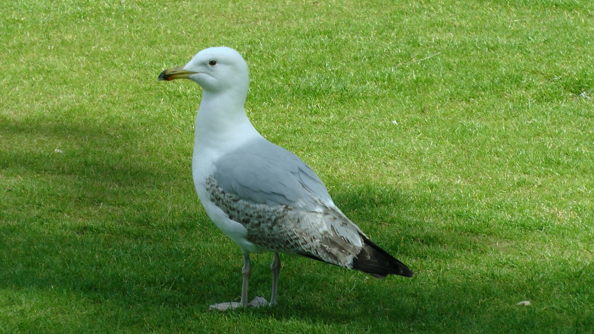 bird birds seagull looking for food free photo