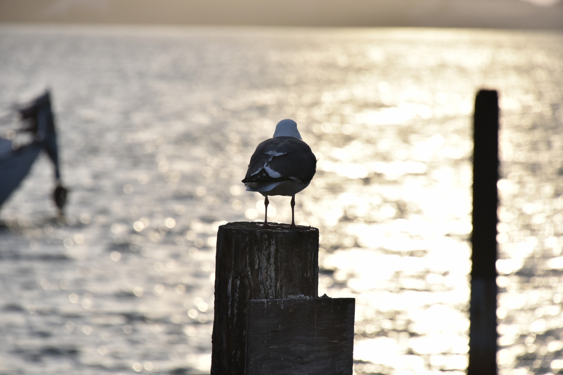 bay seagull ocean free photo