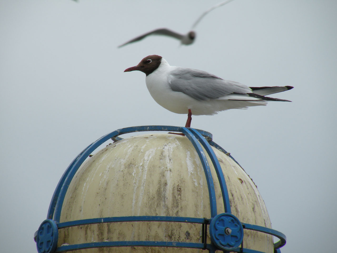 seagull lamp bird free photo