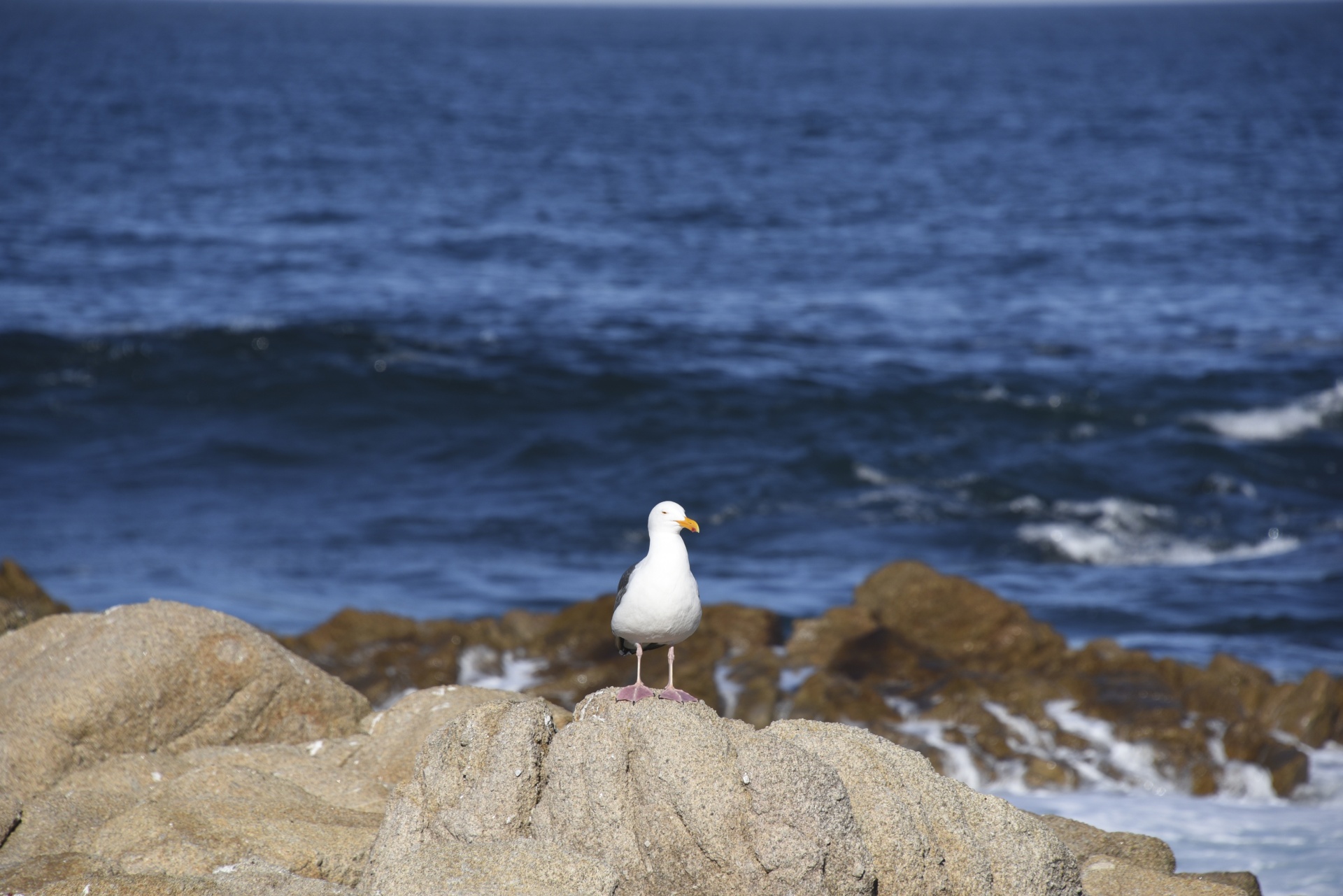 seagull ocean blue free photo