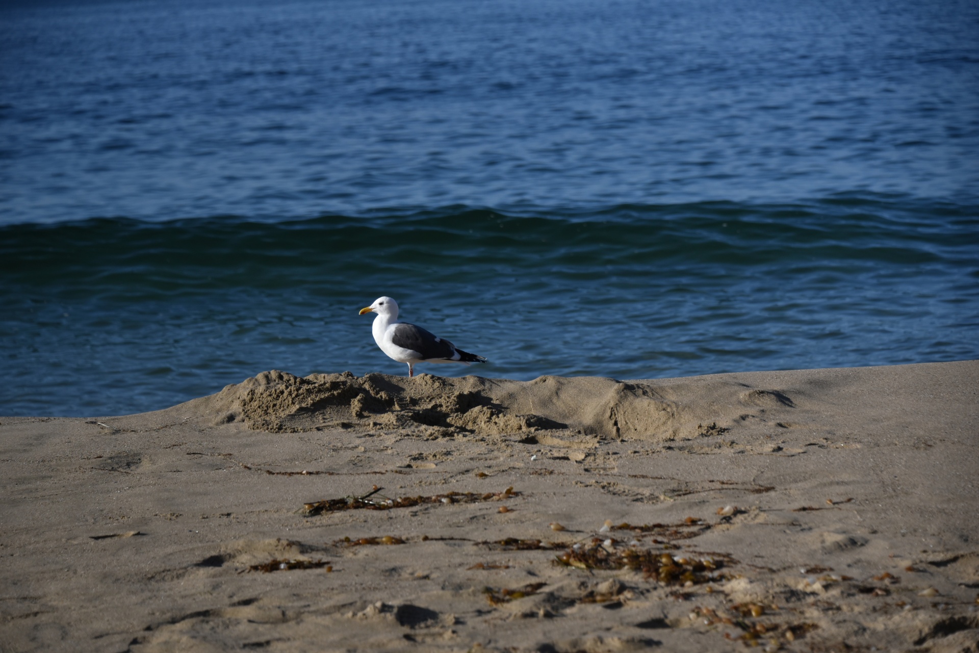 seagull ocean berm free photo