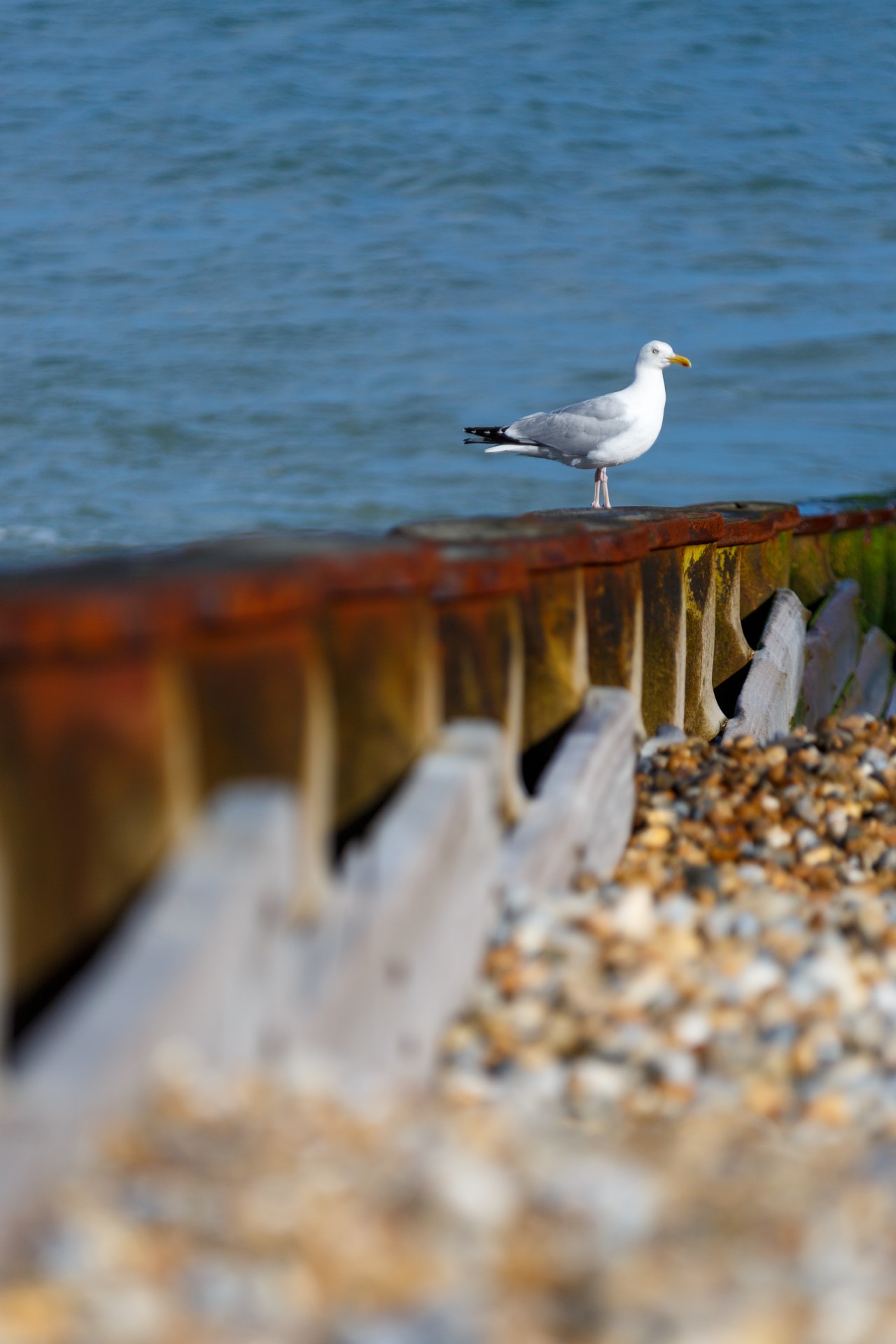 Seagull,wooden,bird,animal,pole - free image from needpix.com