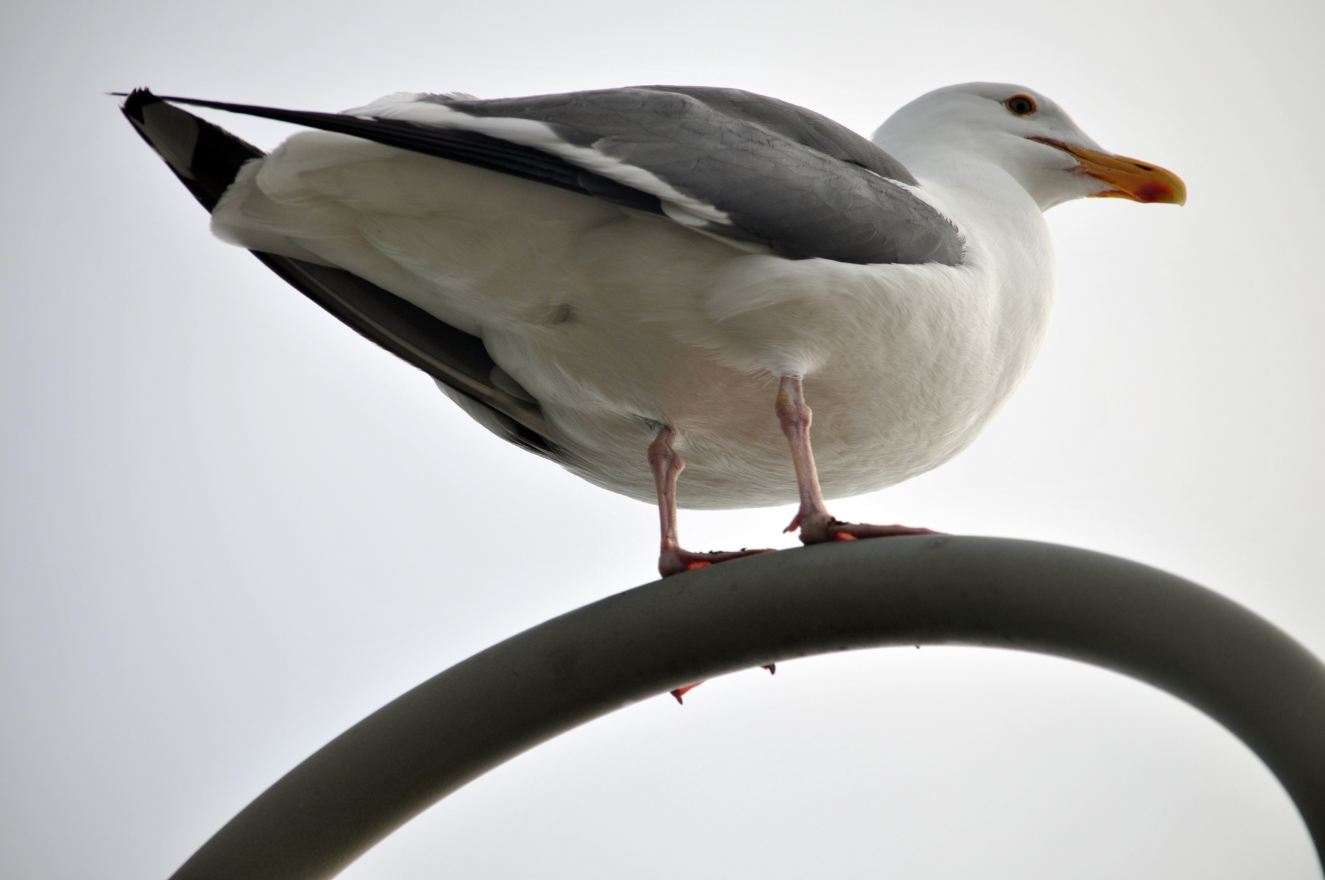 bird birds seagull free photo