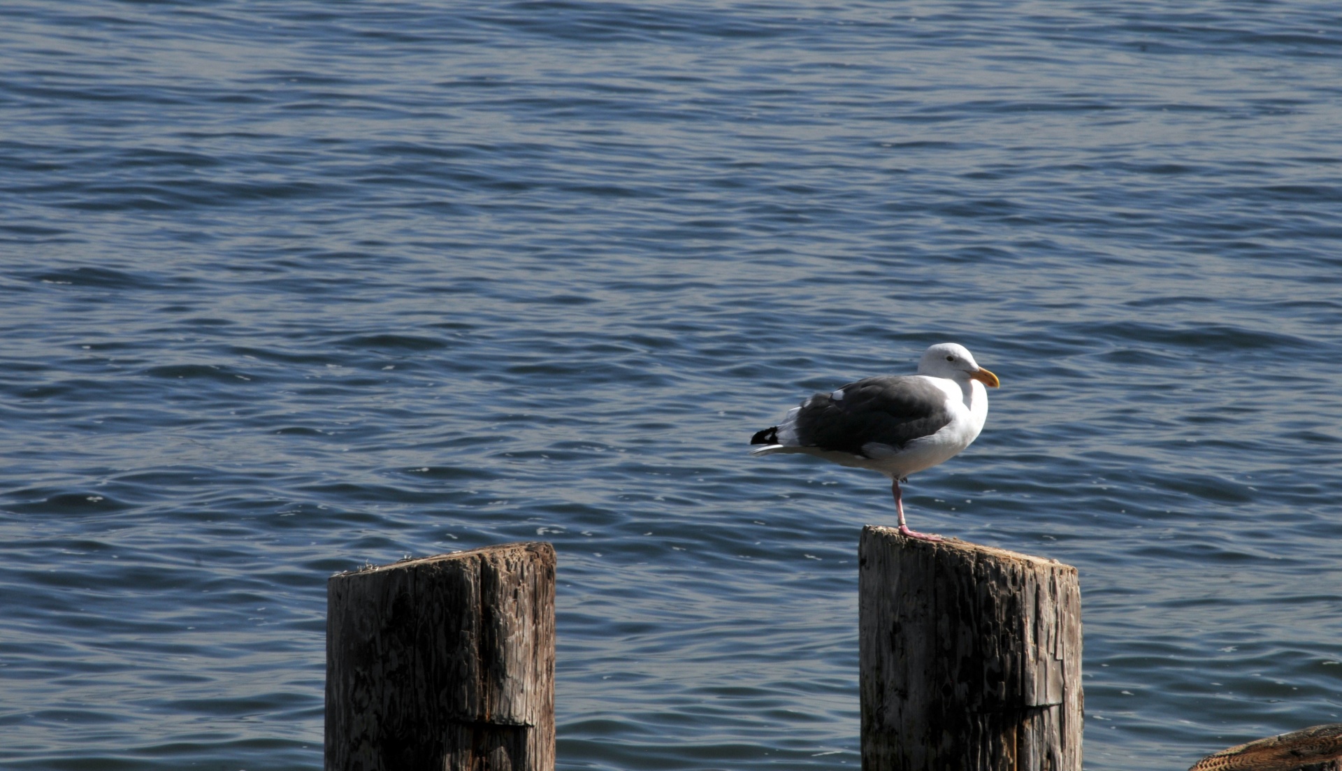 seagull seagulls harbor free photo