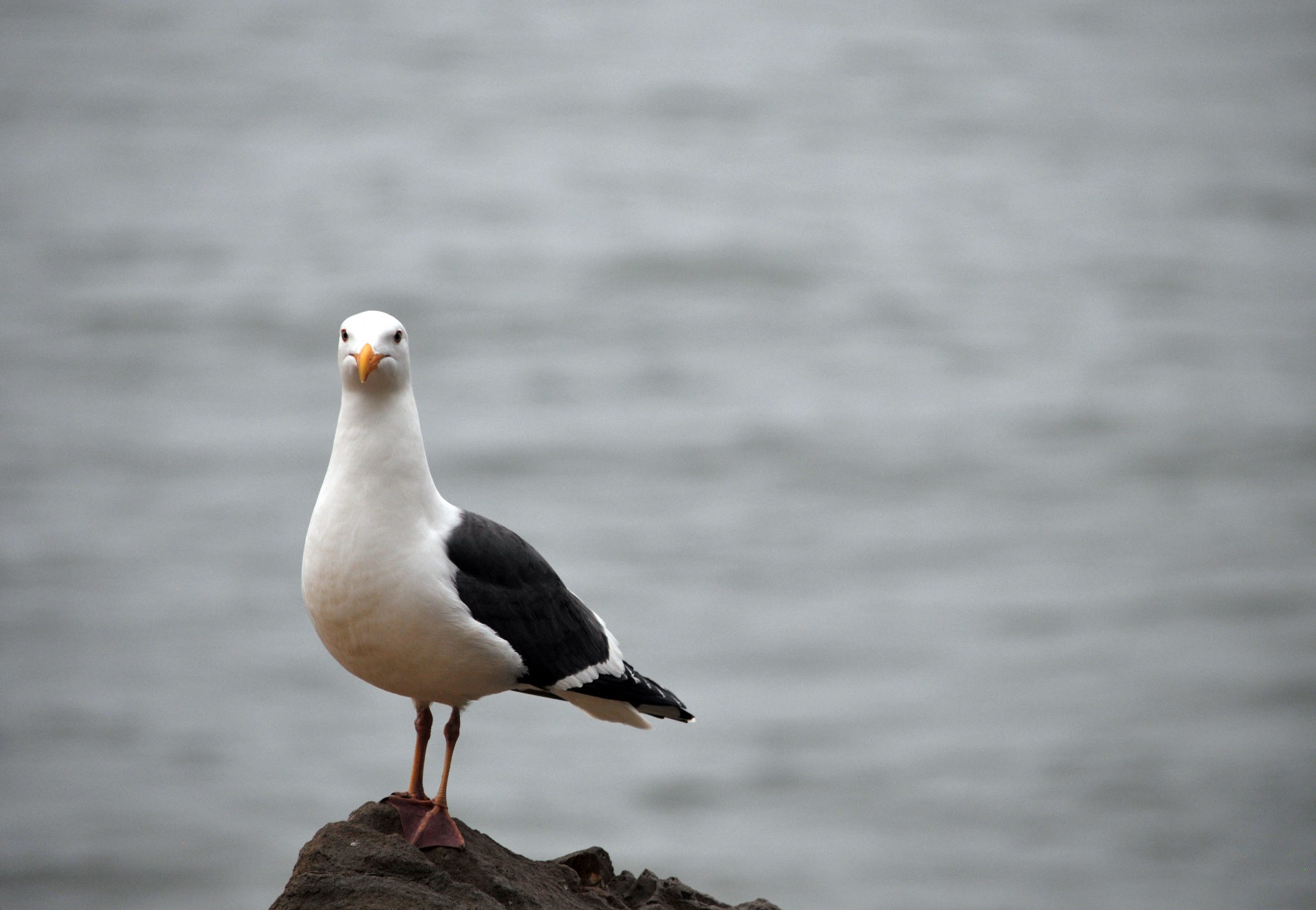 bird birds seagull free photo