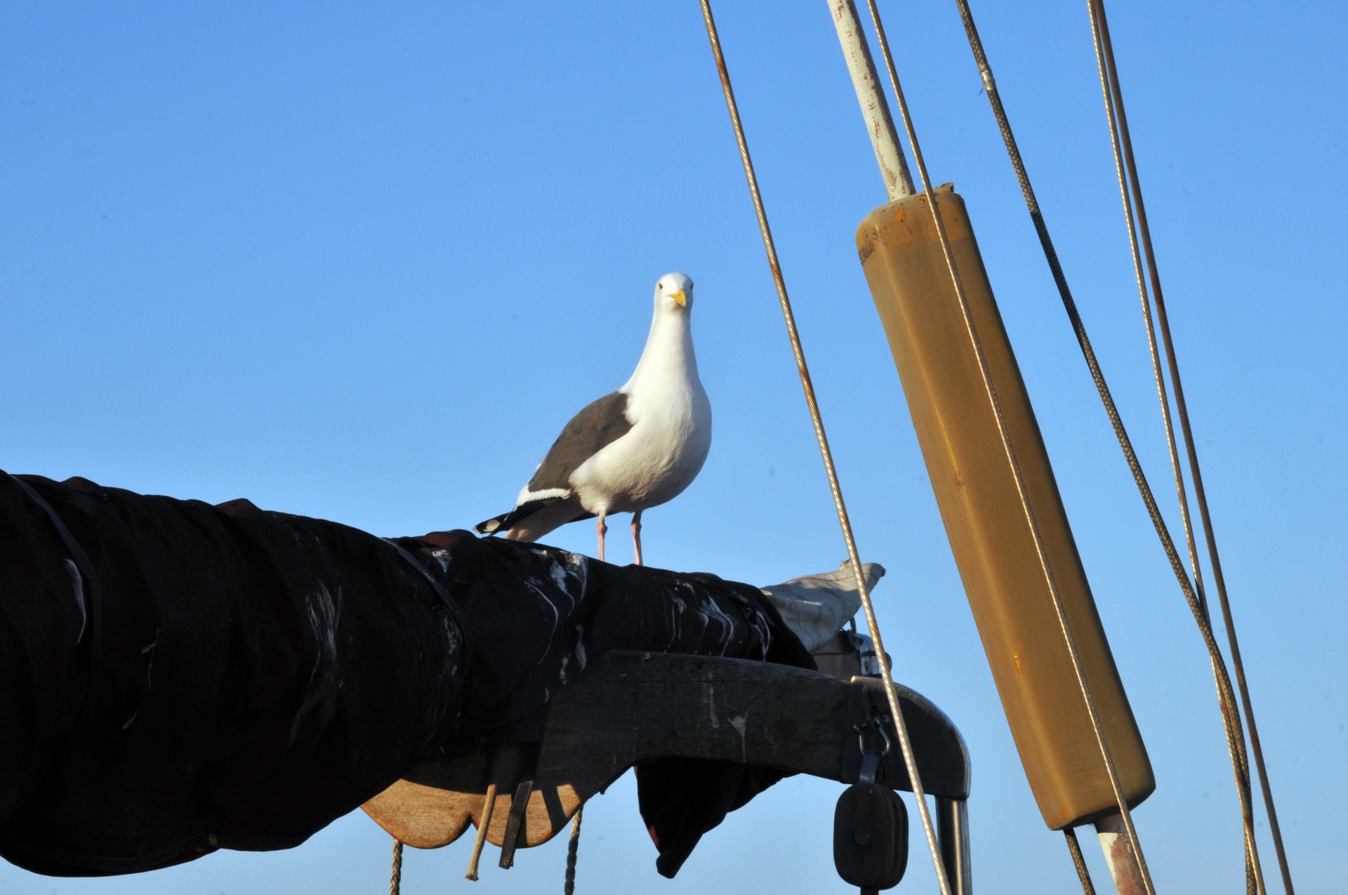 seagull seagulls bird free photo