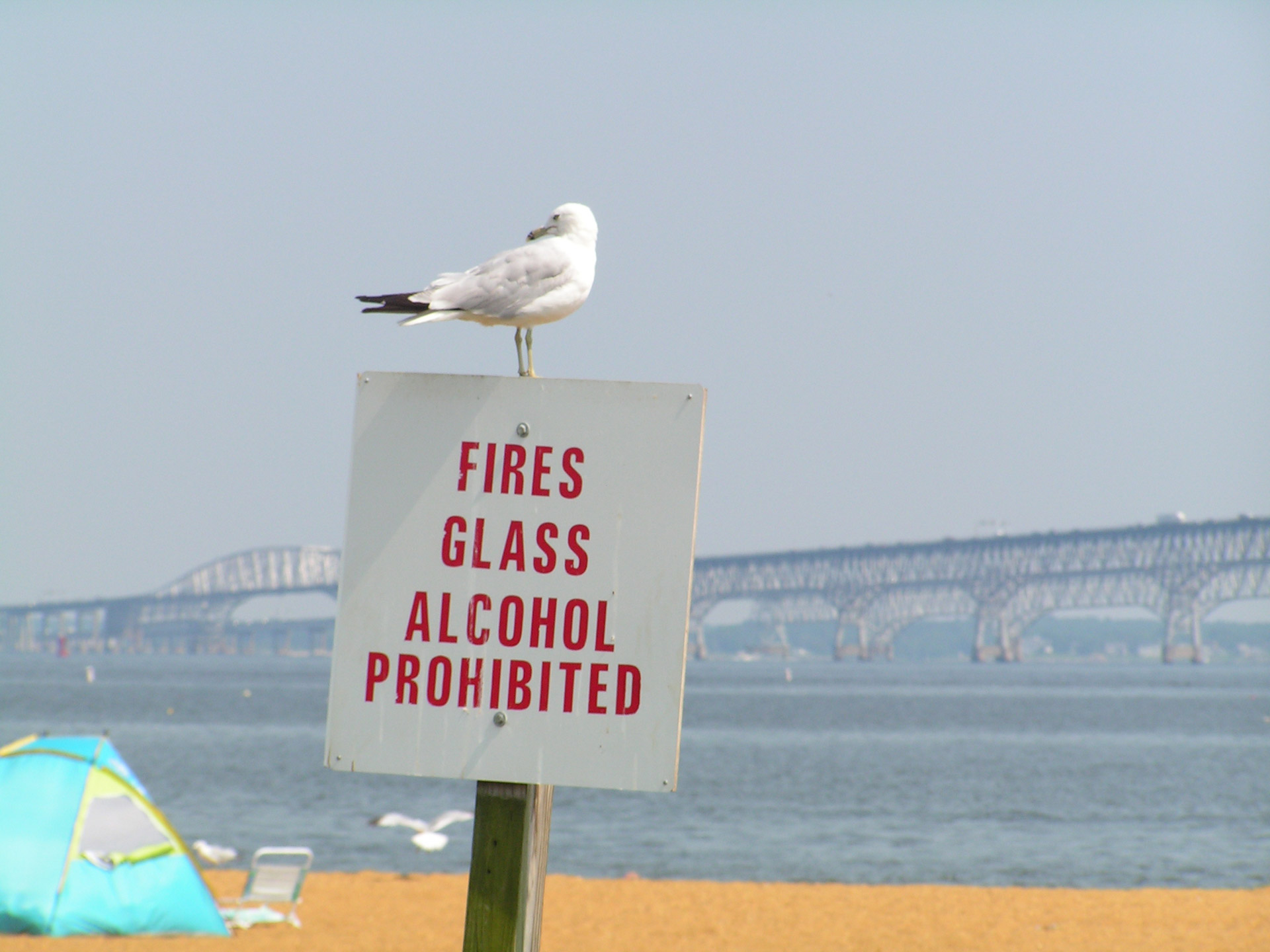 seagull sign prohibited free photo