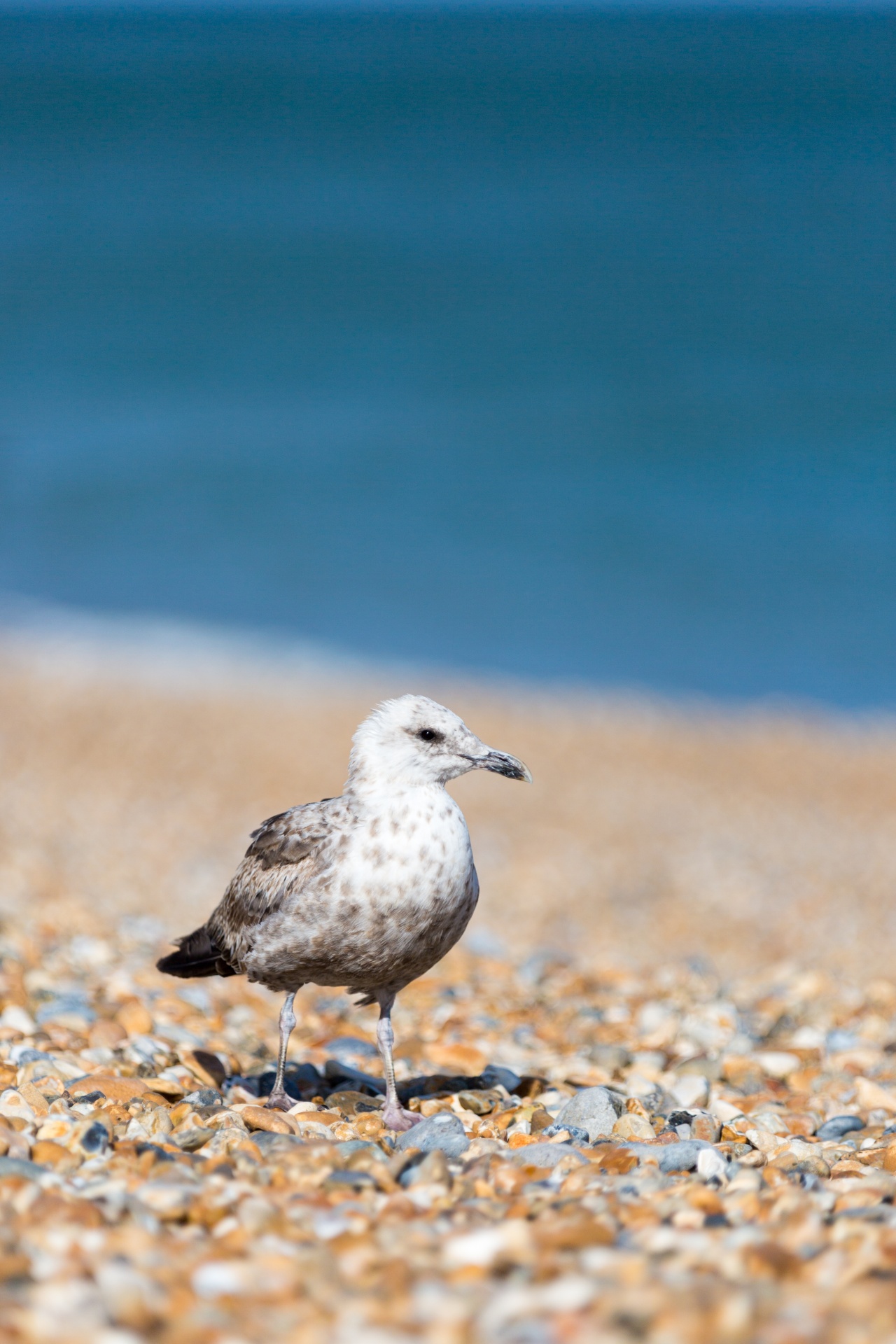 animal beach bird free photo