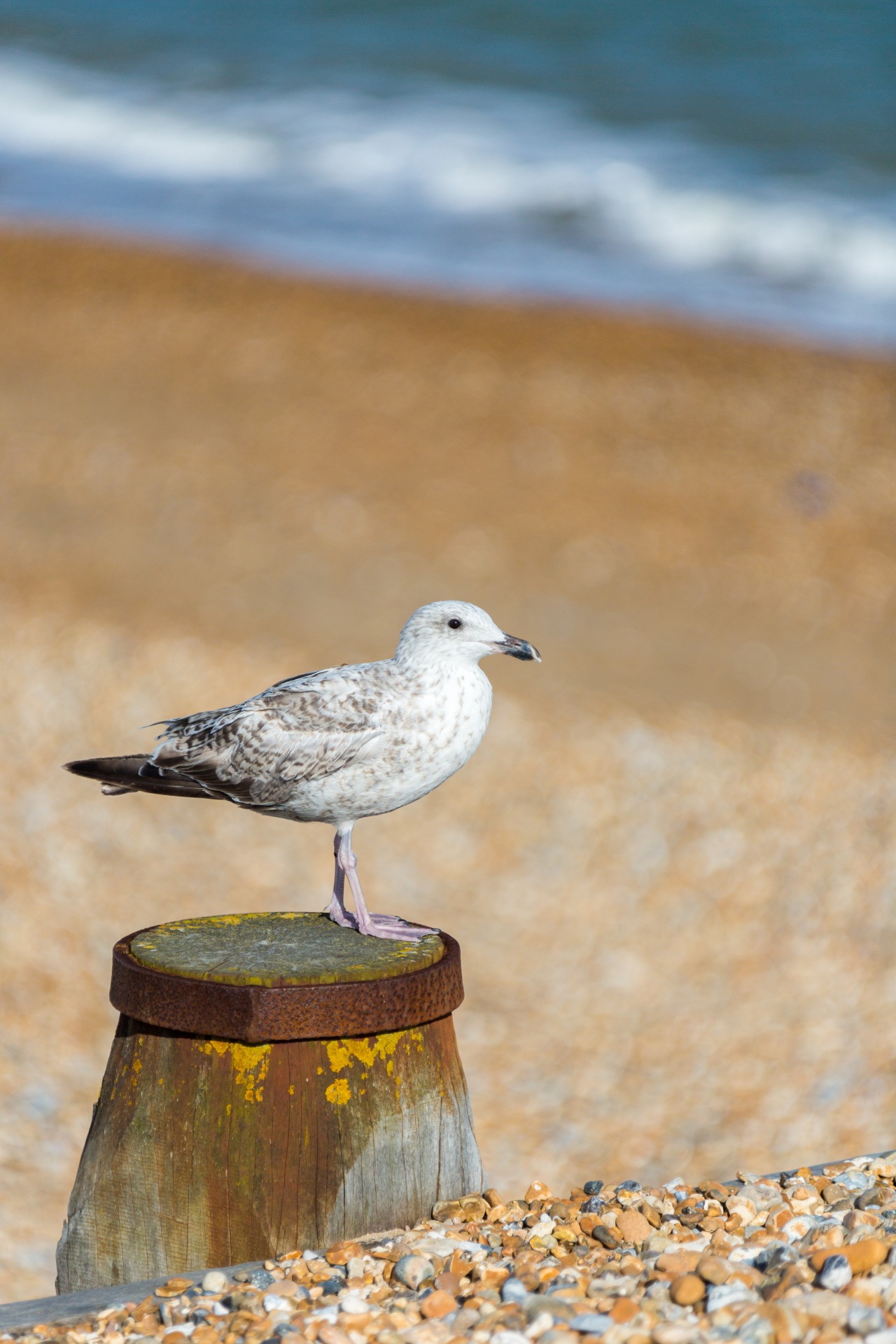 animal beach bird free photo