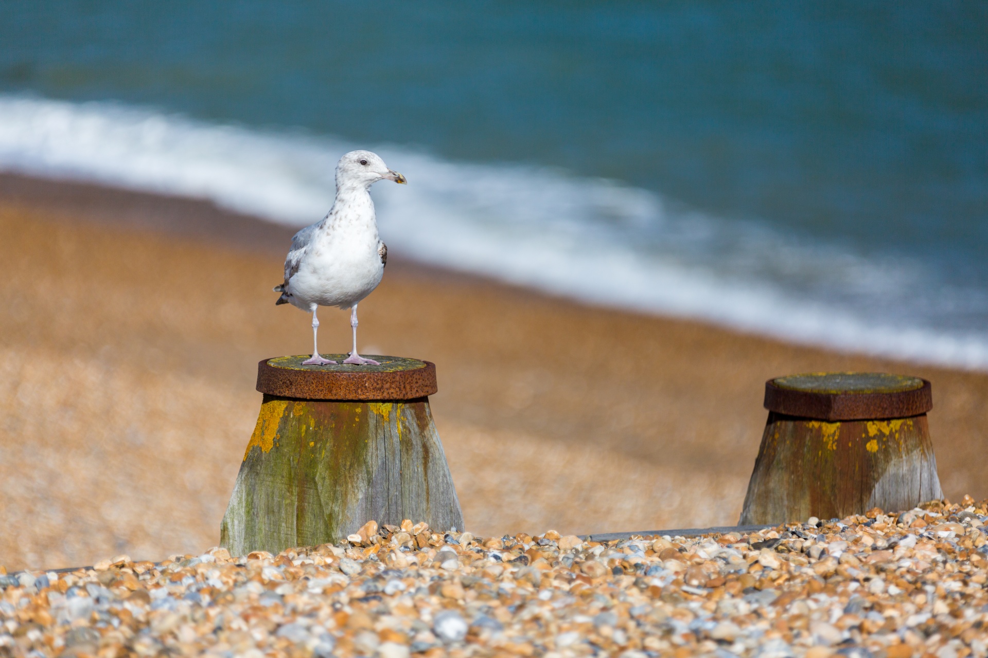 animal beach bird free photo