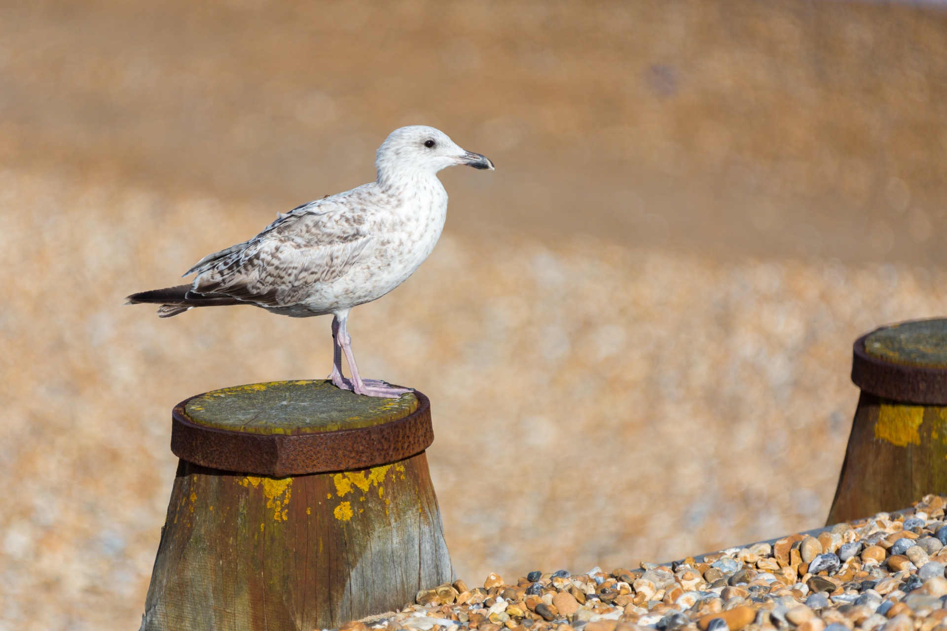 animal beach bird free photo