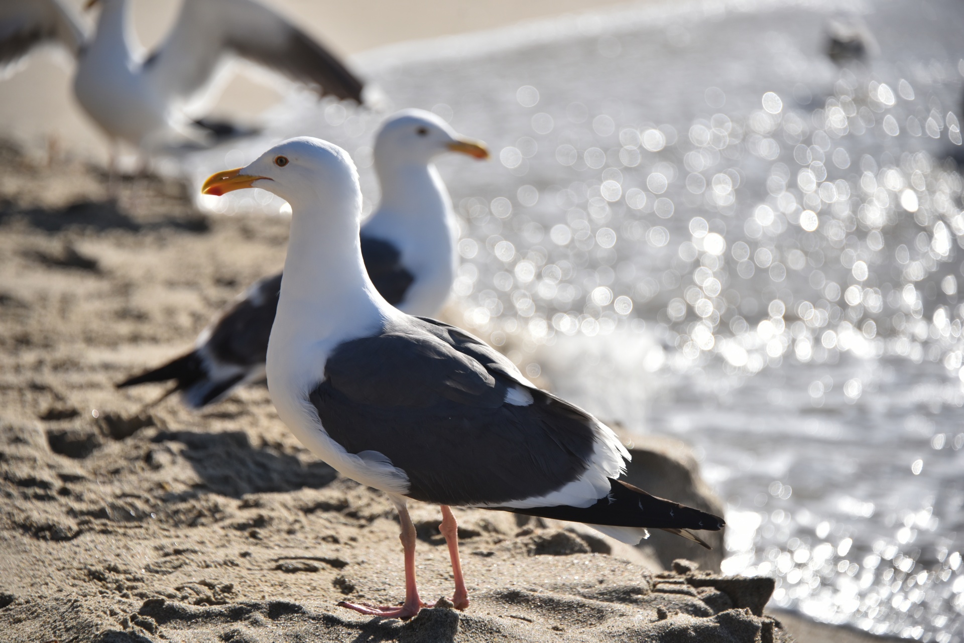 seagull adult standing free photo