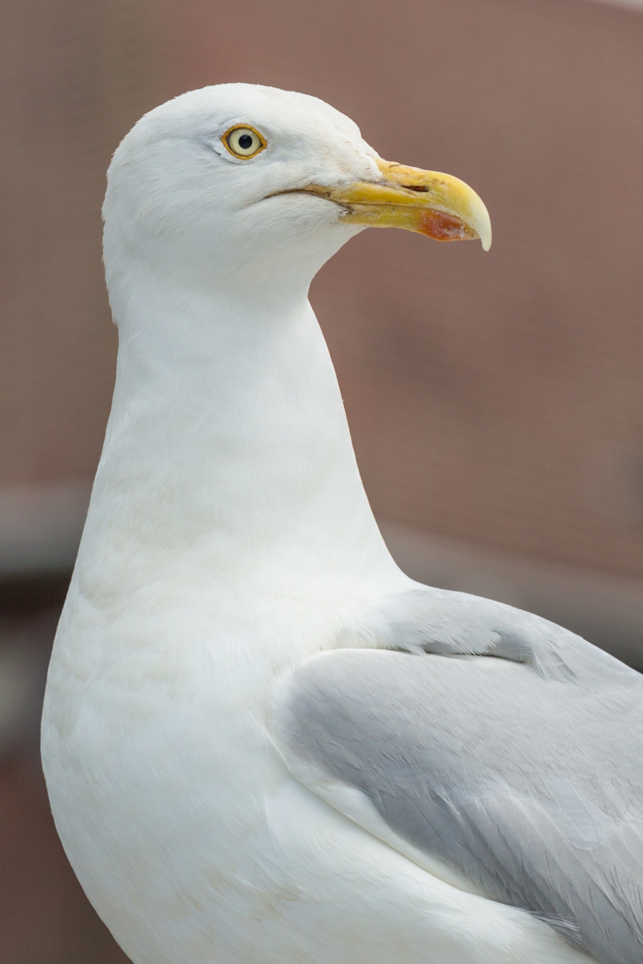 animal beak bird free photo