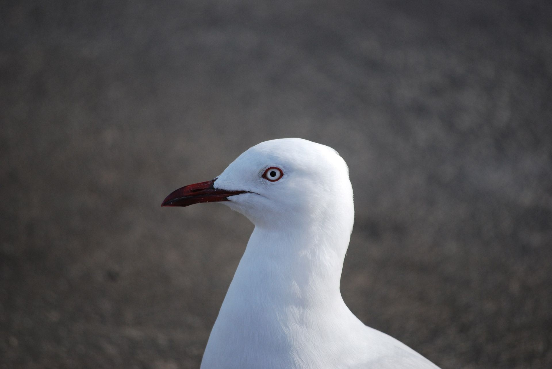 seagull bird seagull posing free photo