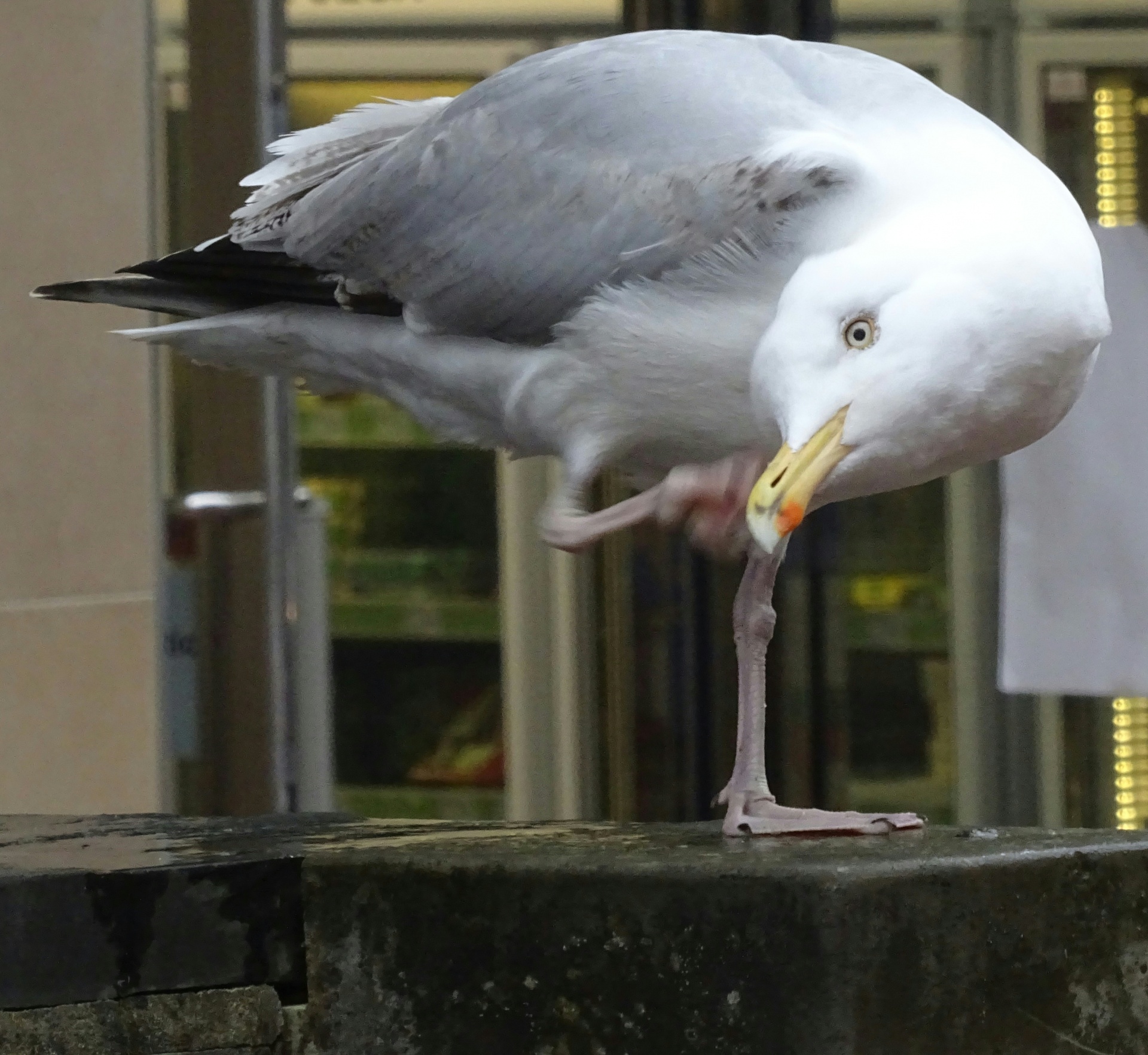 bird birds seagull free photo