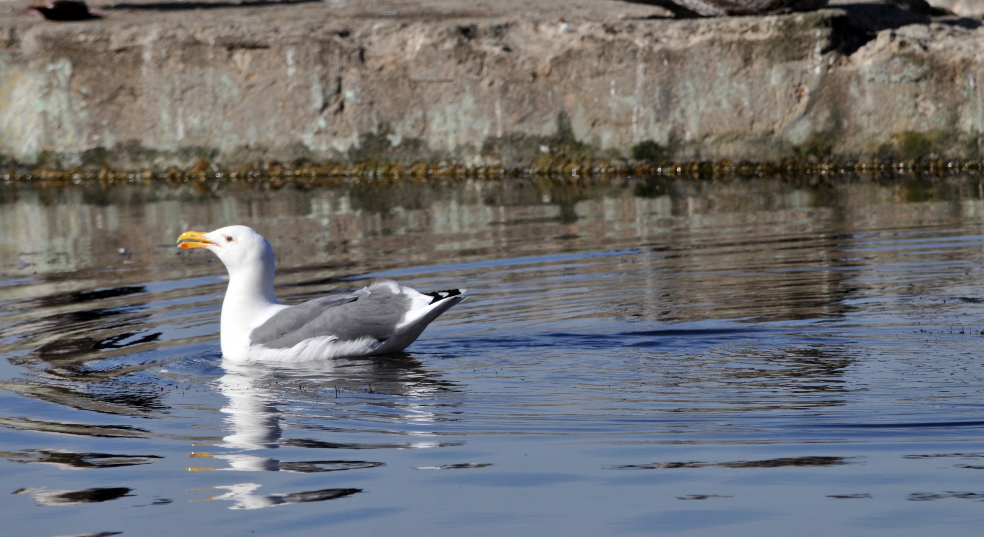 seagull sea gull seagulls free photo