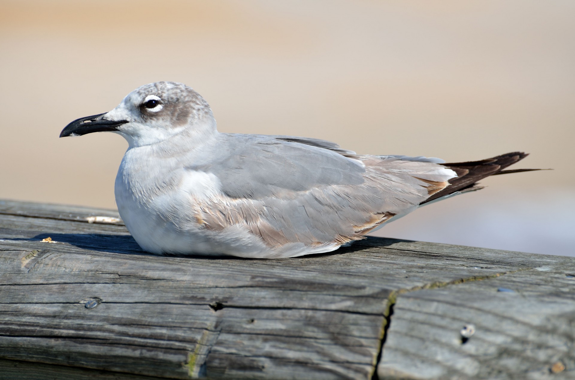 seagull resting pier free photo