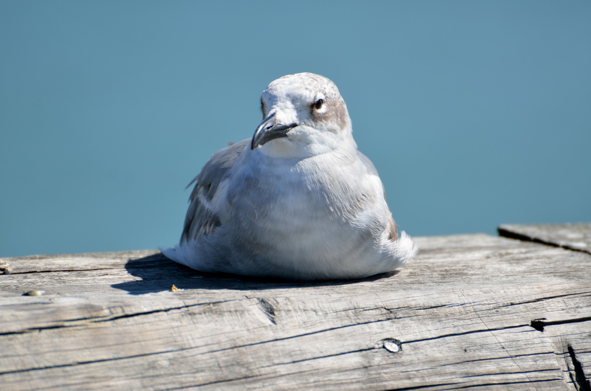 seagull bird avian free photo