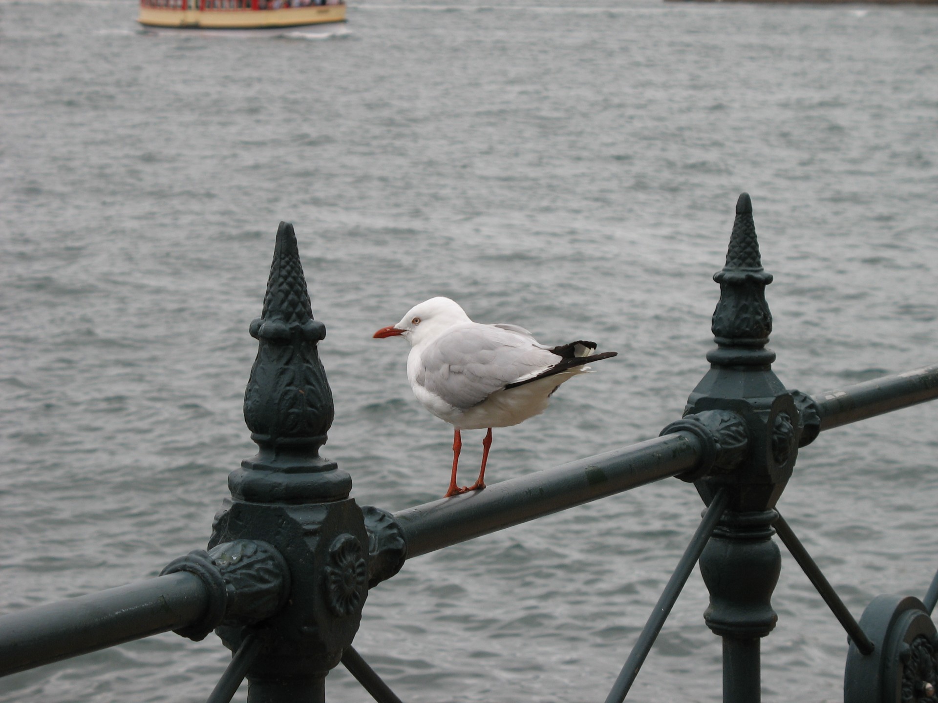 seagull resting shell free photo