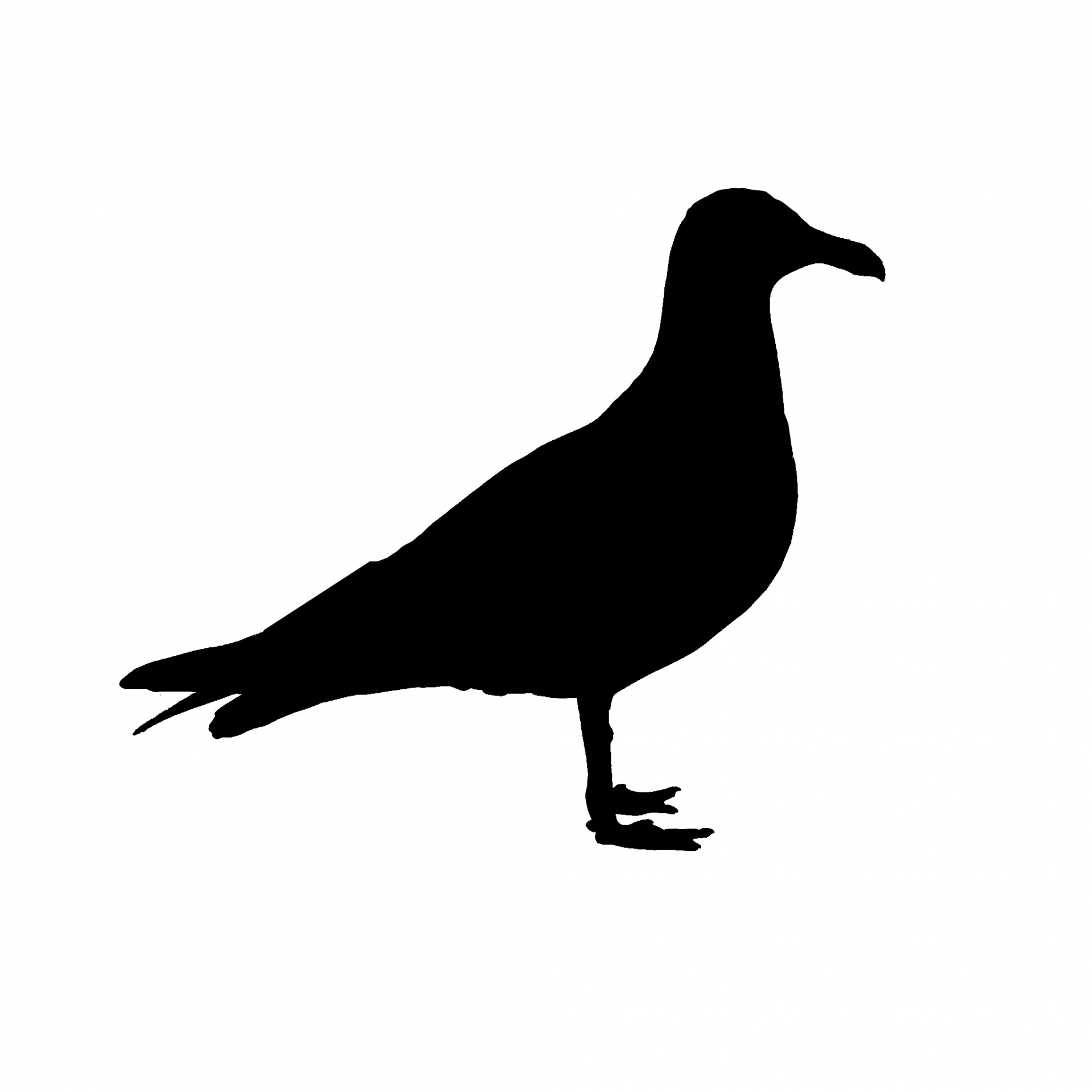 seagull bird silhouette free photo