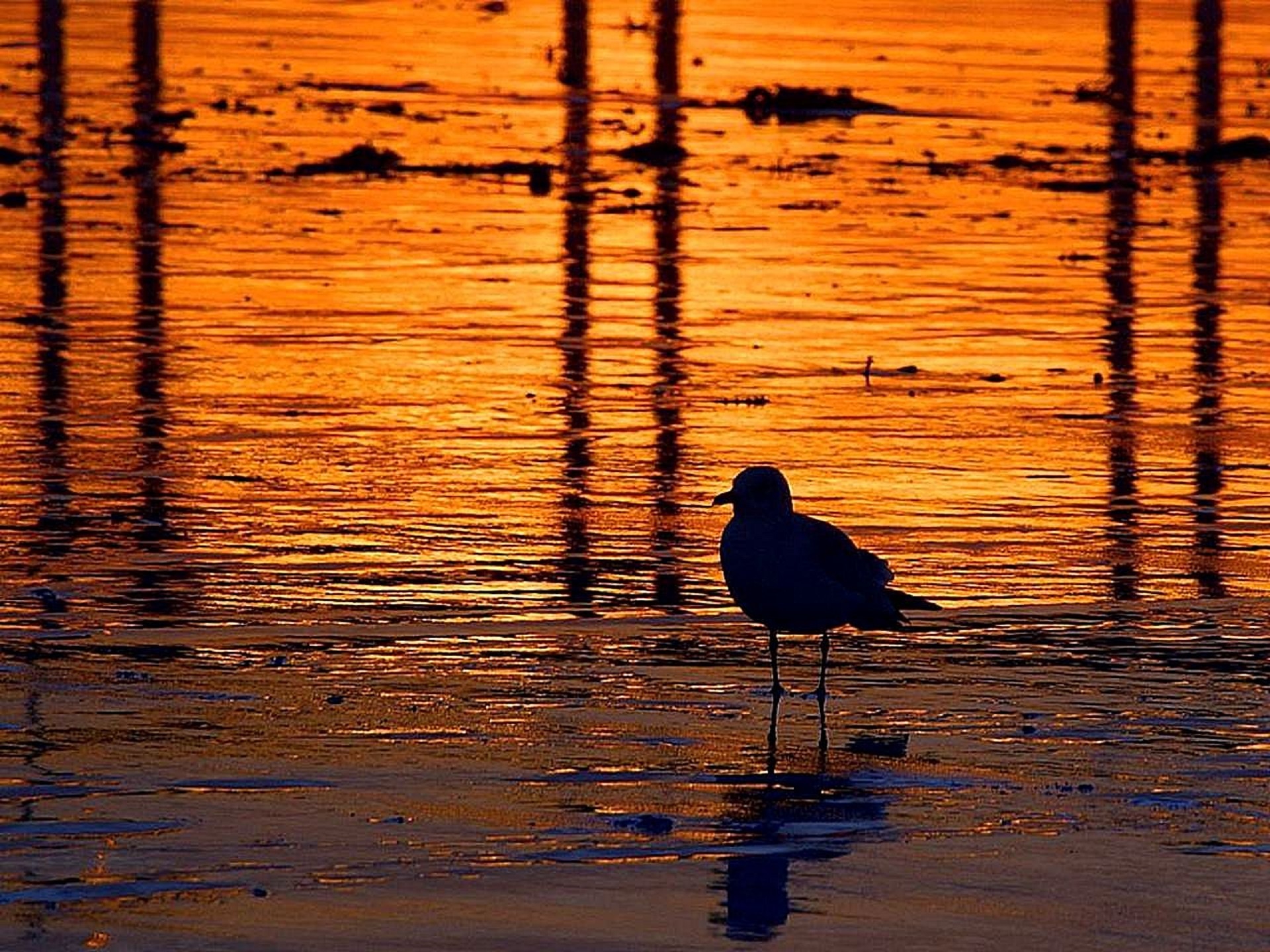 seagull silhouette beach free photo