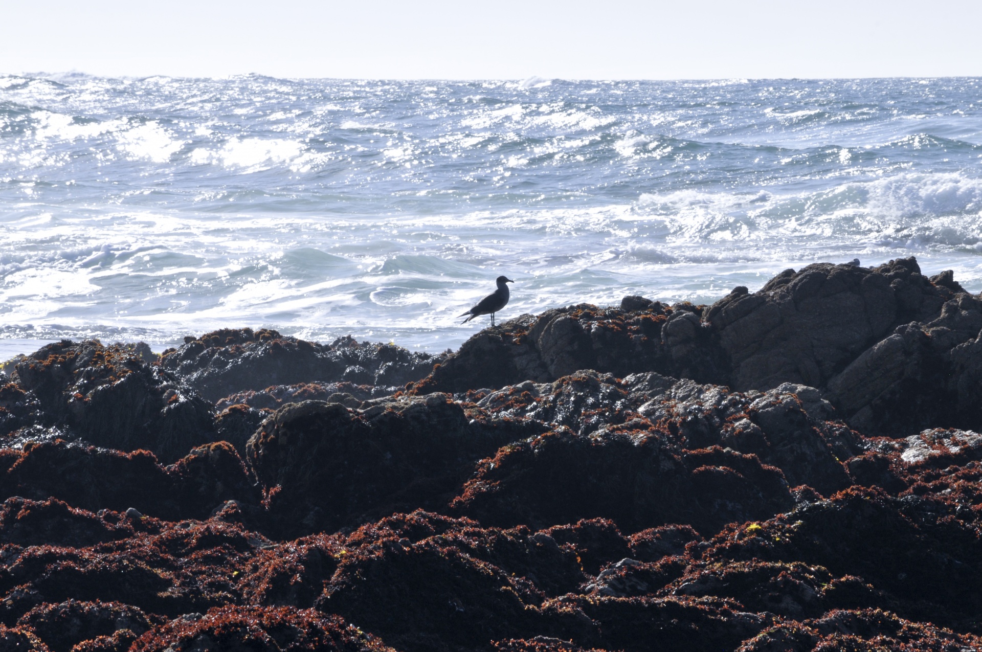 seagull sea gull bird free photo