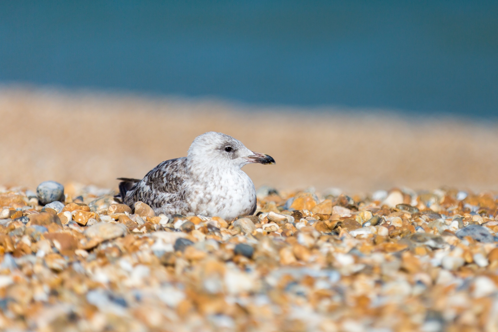 animal beach bird free photo