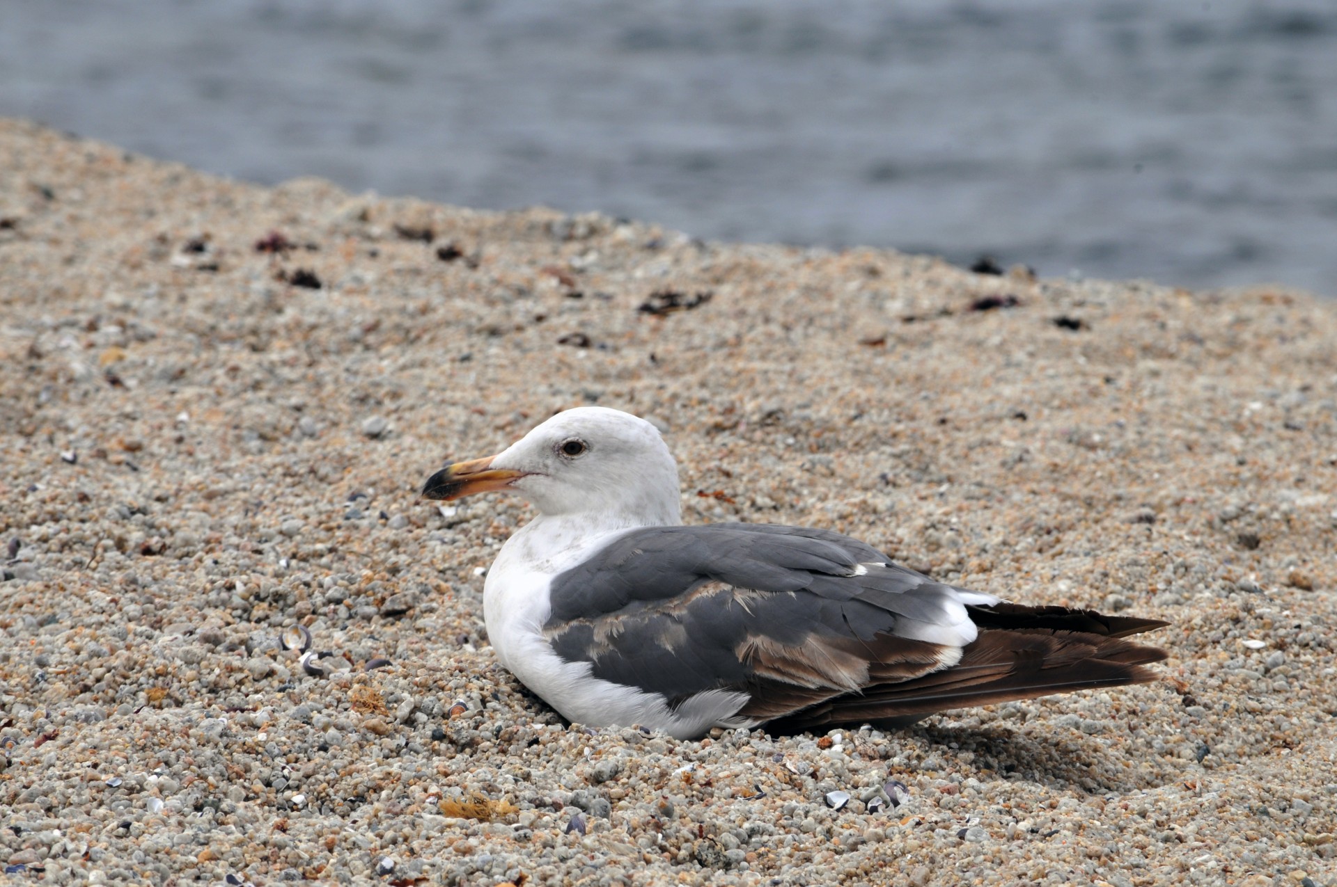 seagull sea gull bird free photo