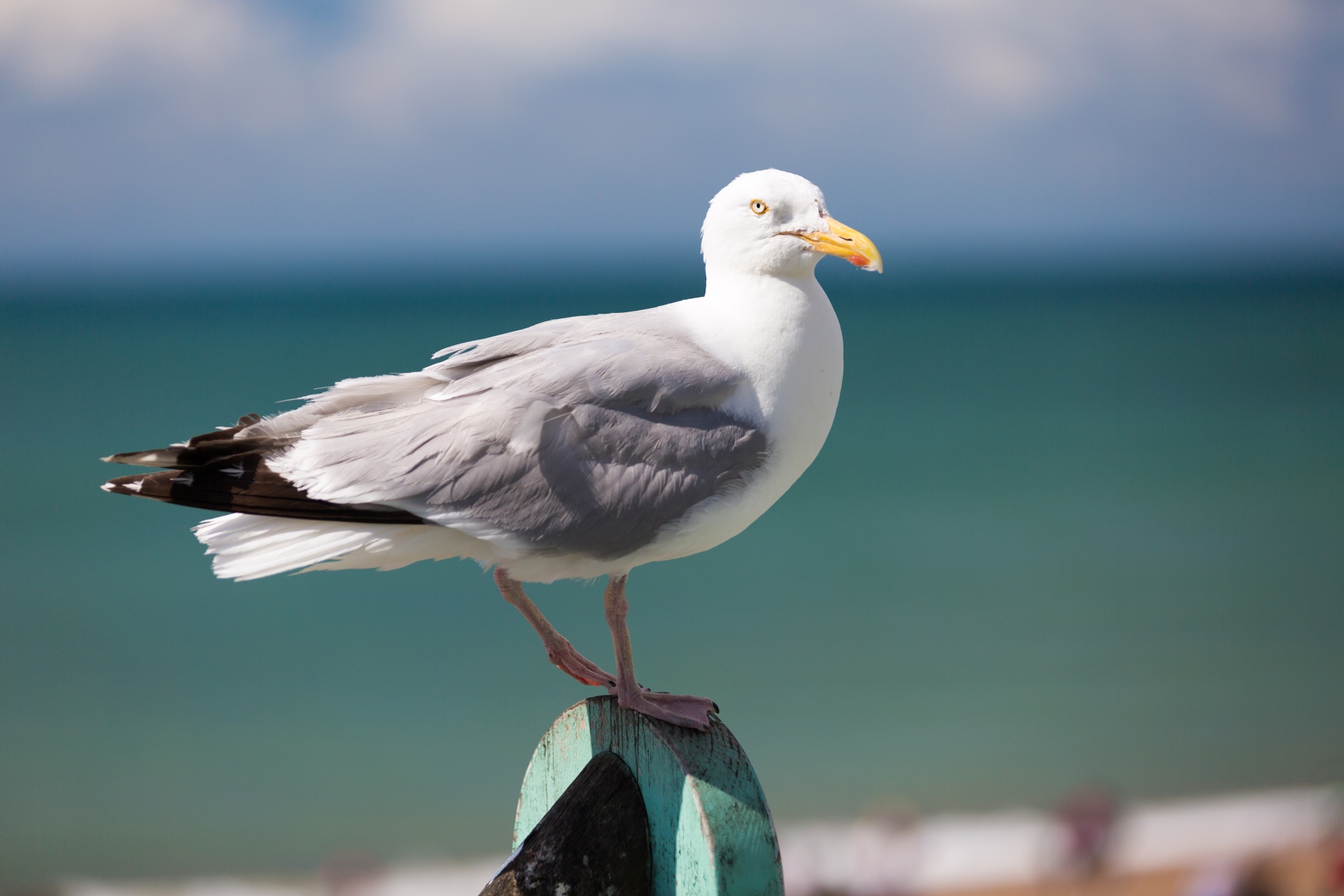 animal beak bird free photo