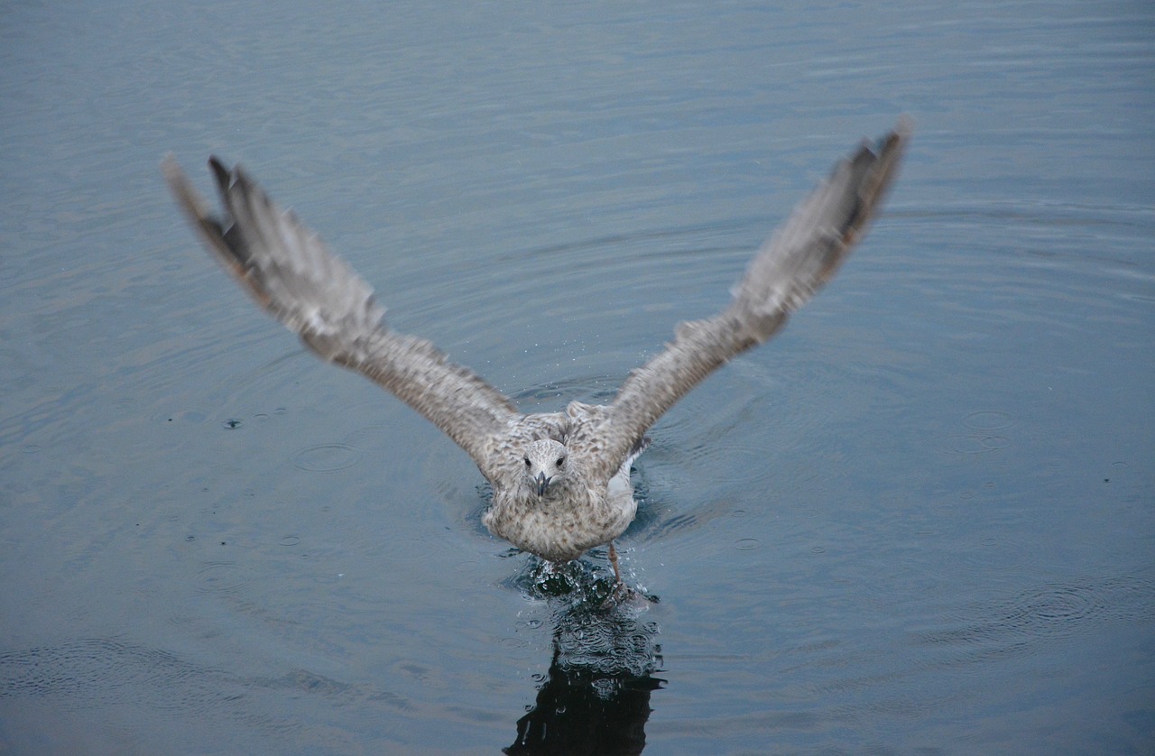 seagull takes flight sea port free photo