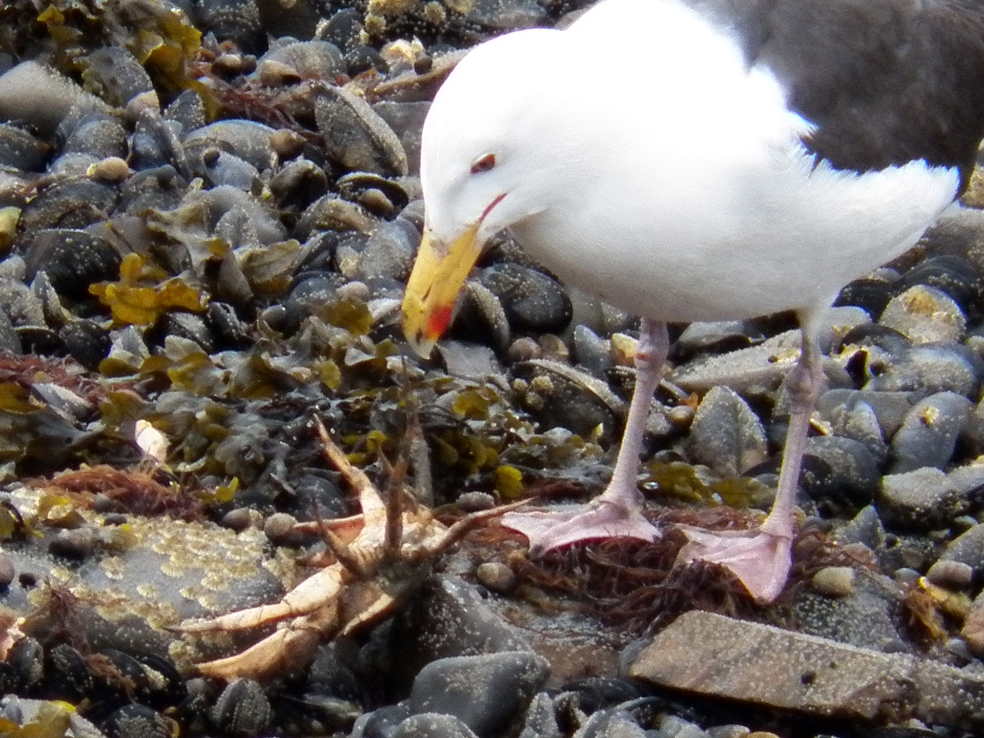 seagull gulls bird free photo