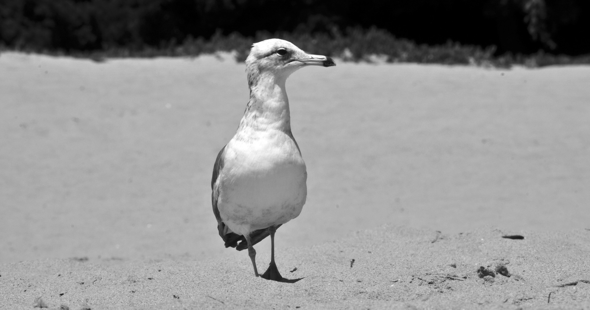 beach ocean sea free photo