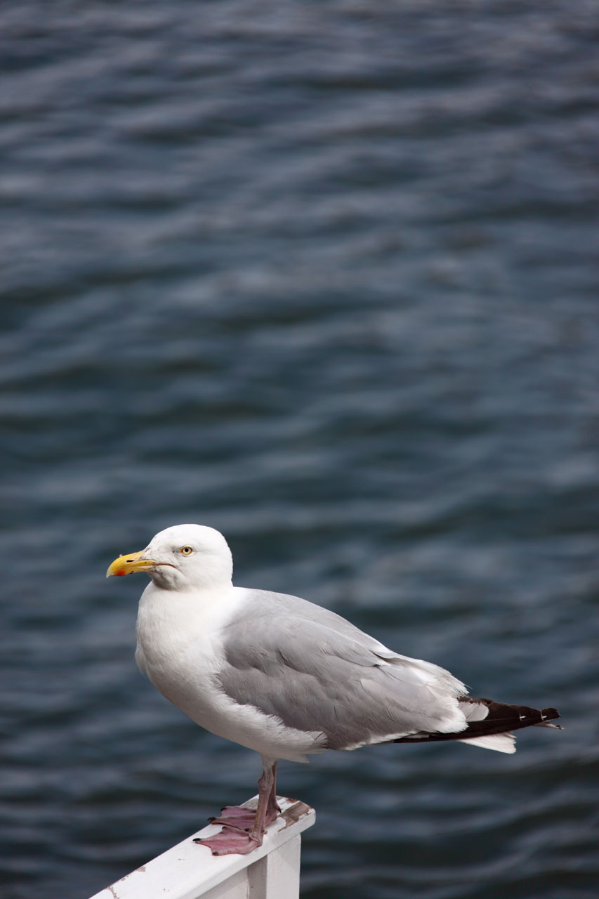 animal beak bird free photo