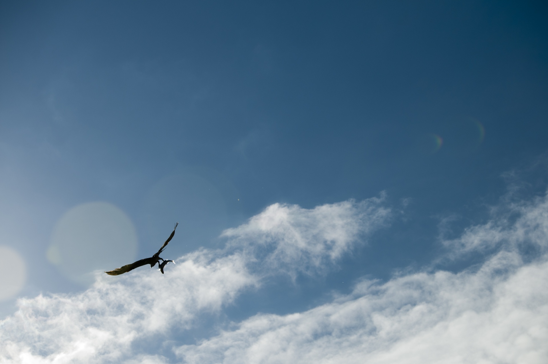 seagull seagulls beach free photo