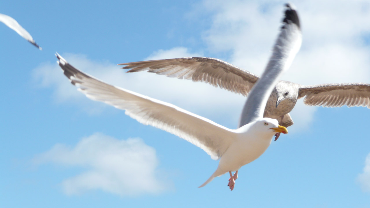 flying seagull seagull free photo