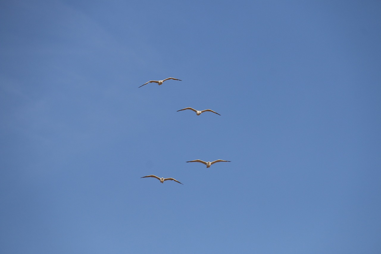 seagulls blue sky nature free photo