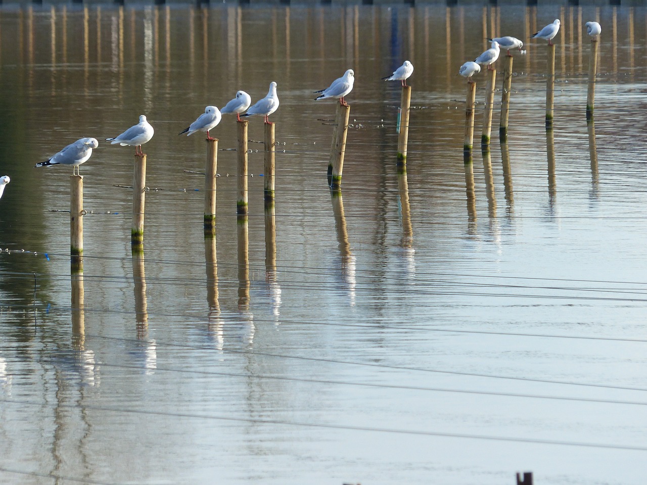 seagulls water posts free photo