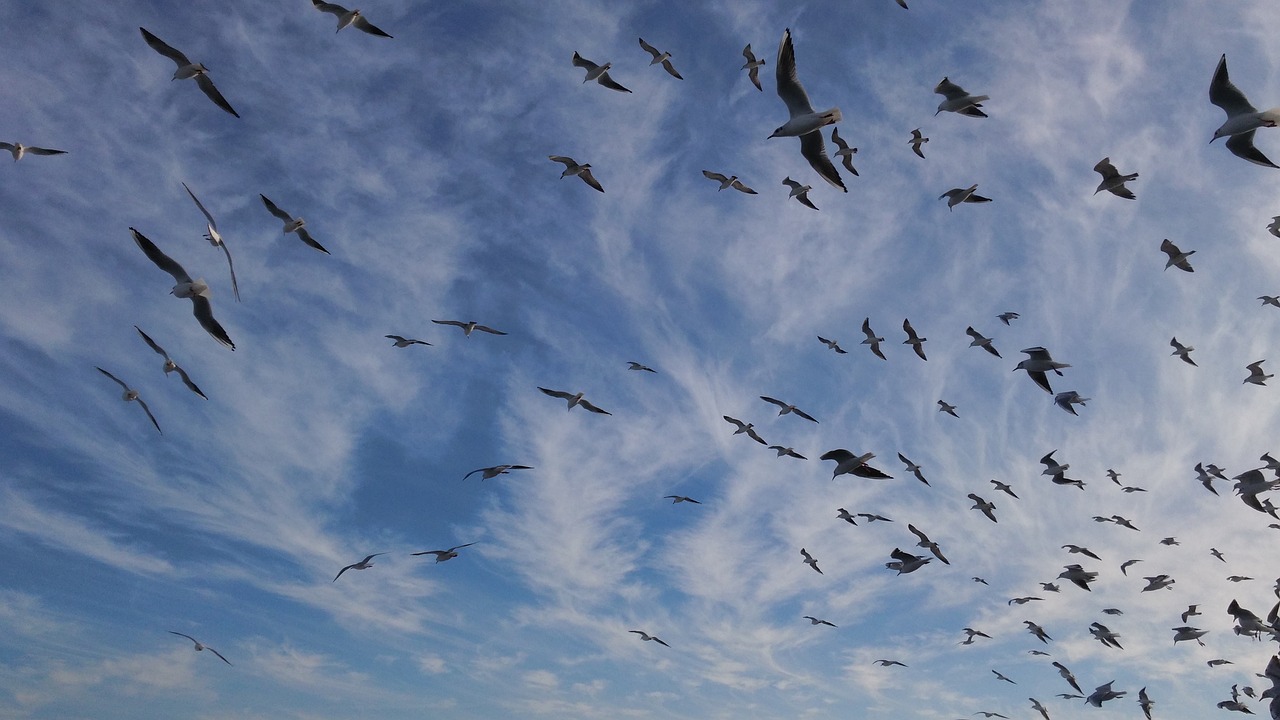 seagulls clouds sky free photo