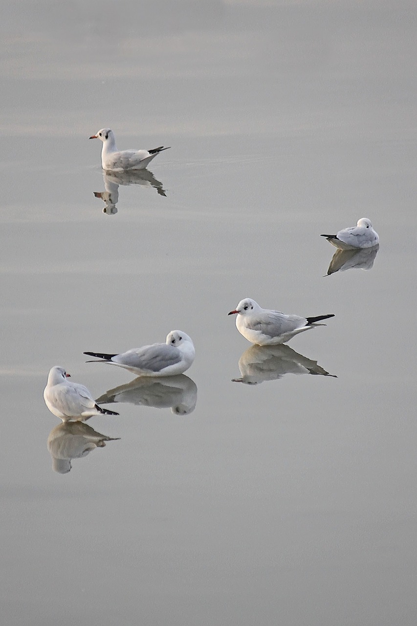 seagulls water birds free photo