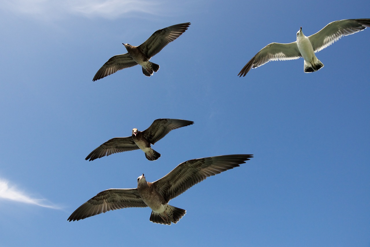 seagulls gulls seabird free photo