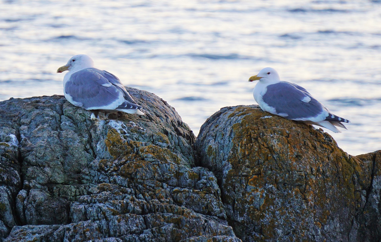 seagulls victoria bc free photo